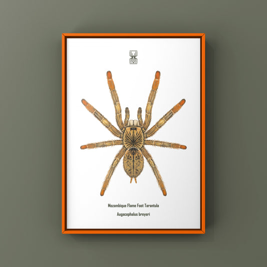 Mozambique Flame Foot Tarantula, Augacephalus Breyei, Photographic Art Print from The Silk Ranch