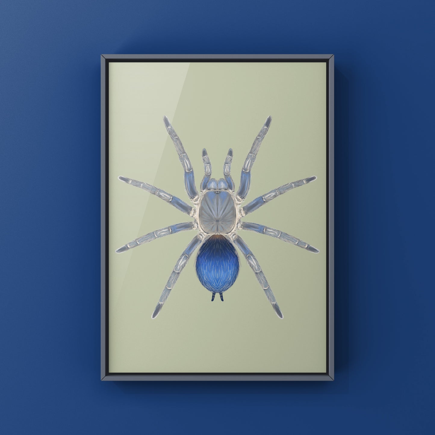 Colombian Blue Dwarf Tarantula, Spinosatibiapalpus sp. Blue, Photographic Art Print from The Silk Ranch