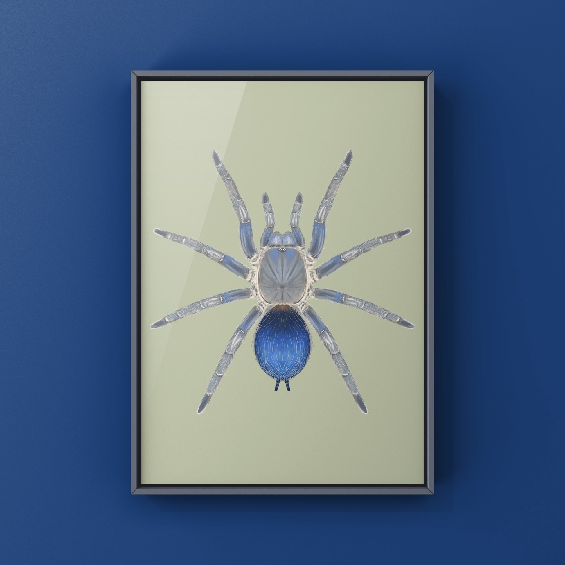 Colombian Blue Dwarf Tarantula, Spinosatibiapalpus sp. Blue, Photographic Art Print from The Silk Ranch