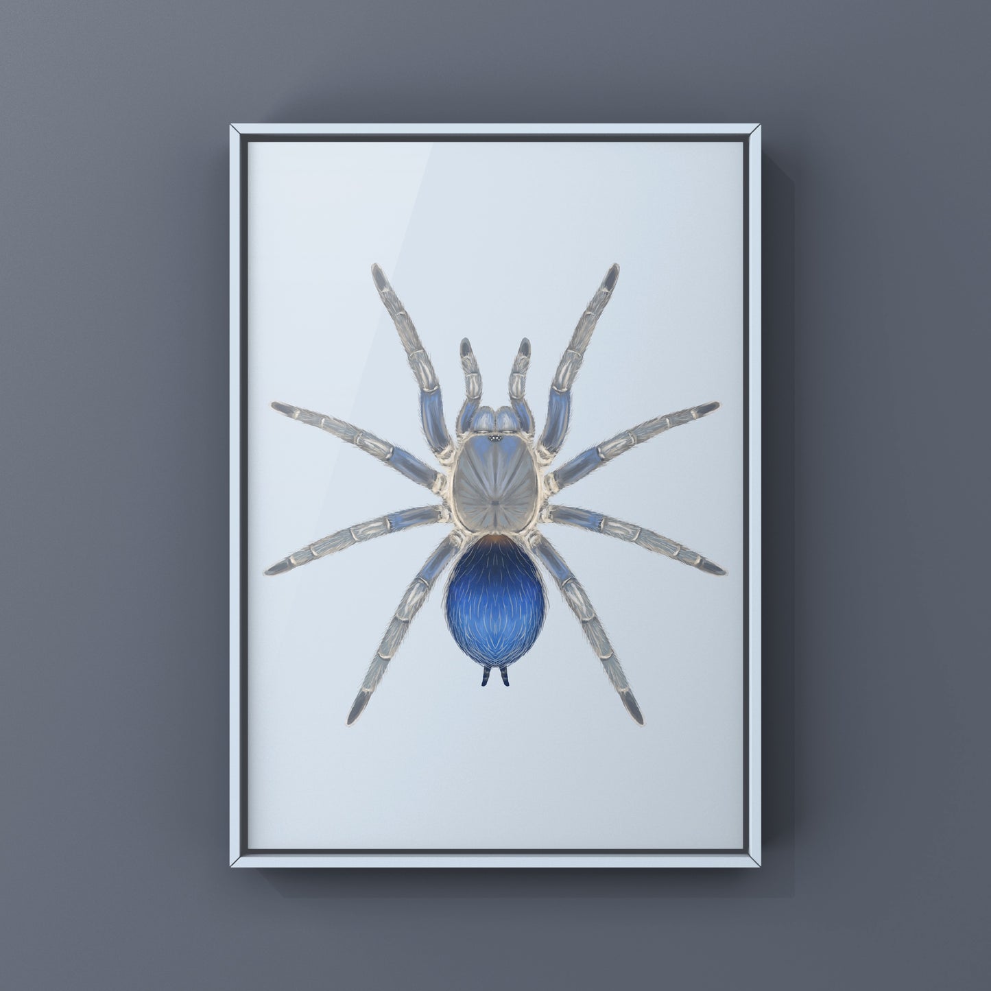 Colombian Blue Dwarf Tarantula, Spinosatibiapalpus sp. Blue, Photographic Art Print from The Silk Ranch