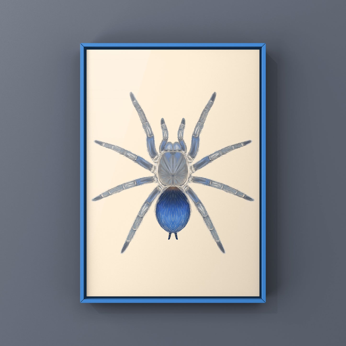 Colombian Blue Dwarf Tarantula, Spinosatibiapalpus sp. Blue, Photographic Art Print from The Silk Ranch