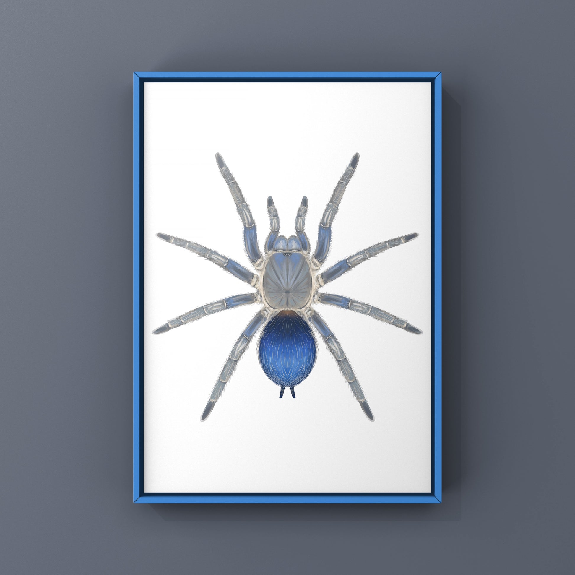 Colombian Blue Dwarf Tarantula, Spinosatibiapalpus sp. Blue, Photographic Art Print from The Silk Ranch
