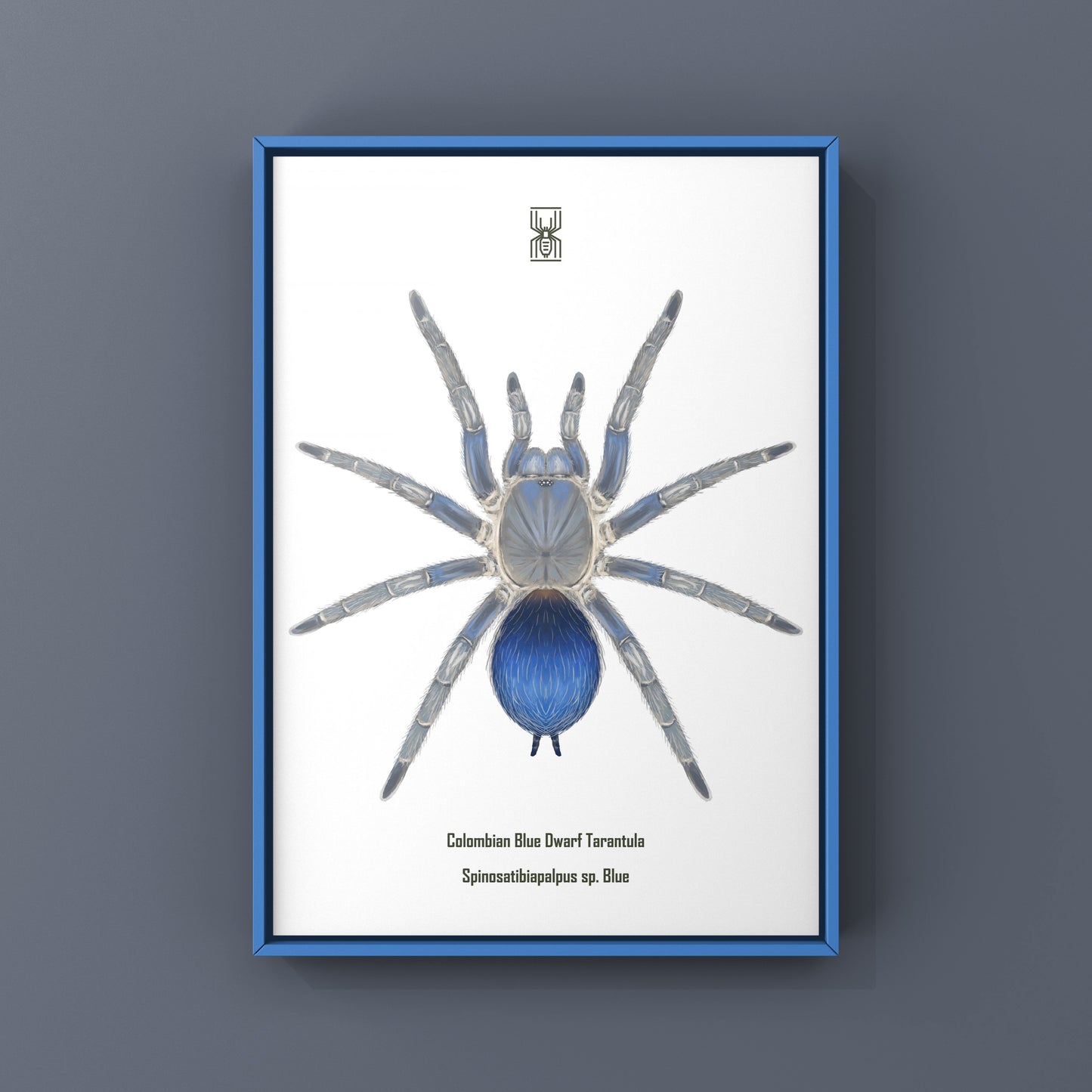 Colombian Blue Dwarf Tarantula, Spinosatibiapalpus sp. Blue, Photographic Art Print from The Silk Ranch