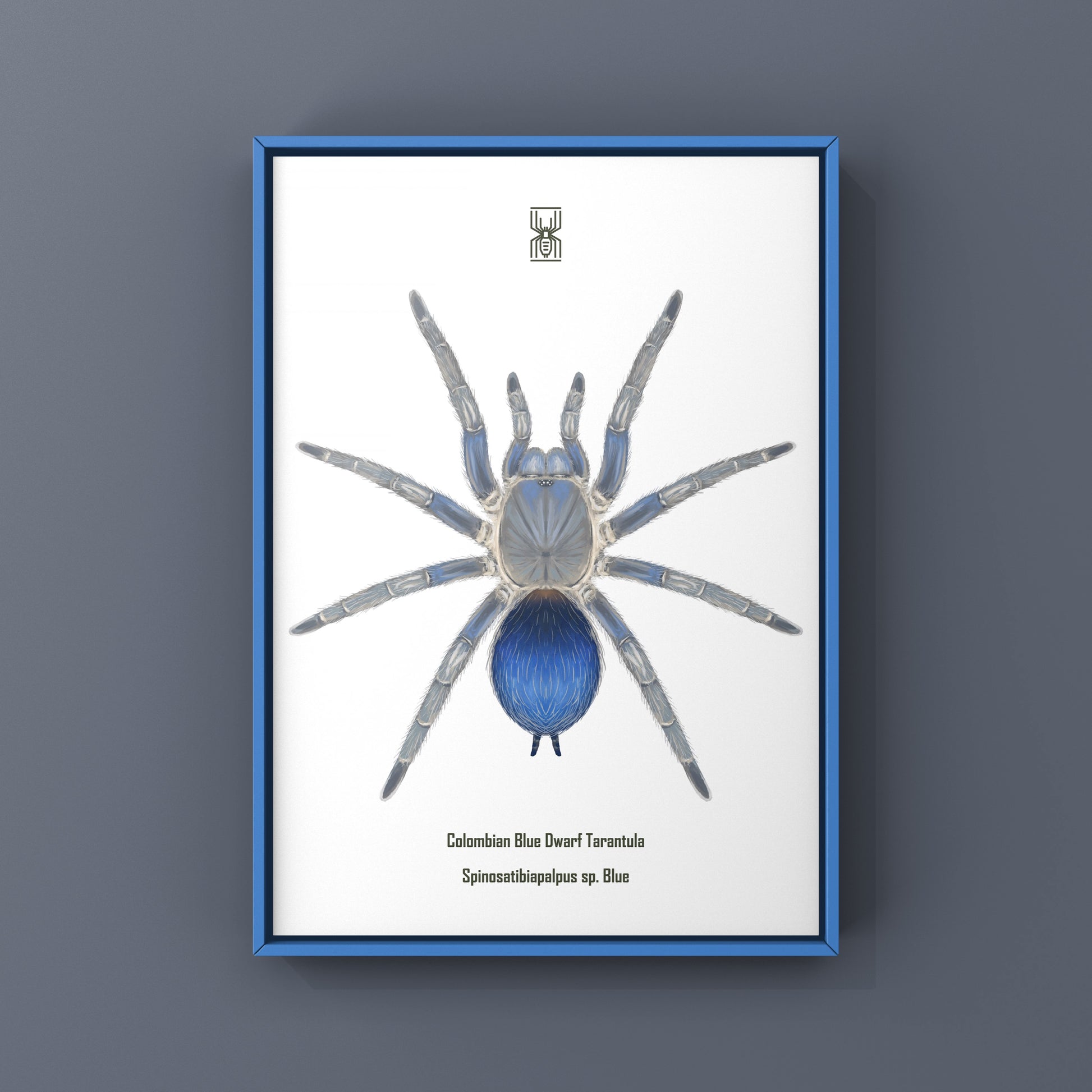 Colombian Blue Dwarf Tarantula, Spinosatibiapalpus sp. Blue, Photographic Art Print from The Silk Ranch