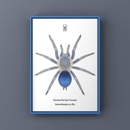 Colombian Blue Dwarf Tarantula, Spinosatibiapalpus sp. Blue, Photographic Art Print from The Silk Ranch