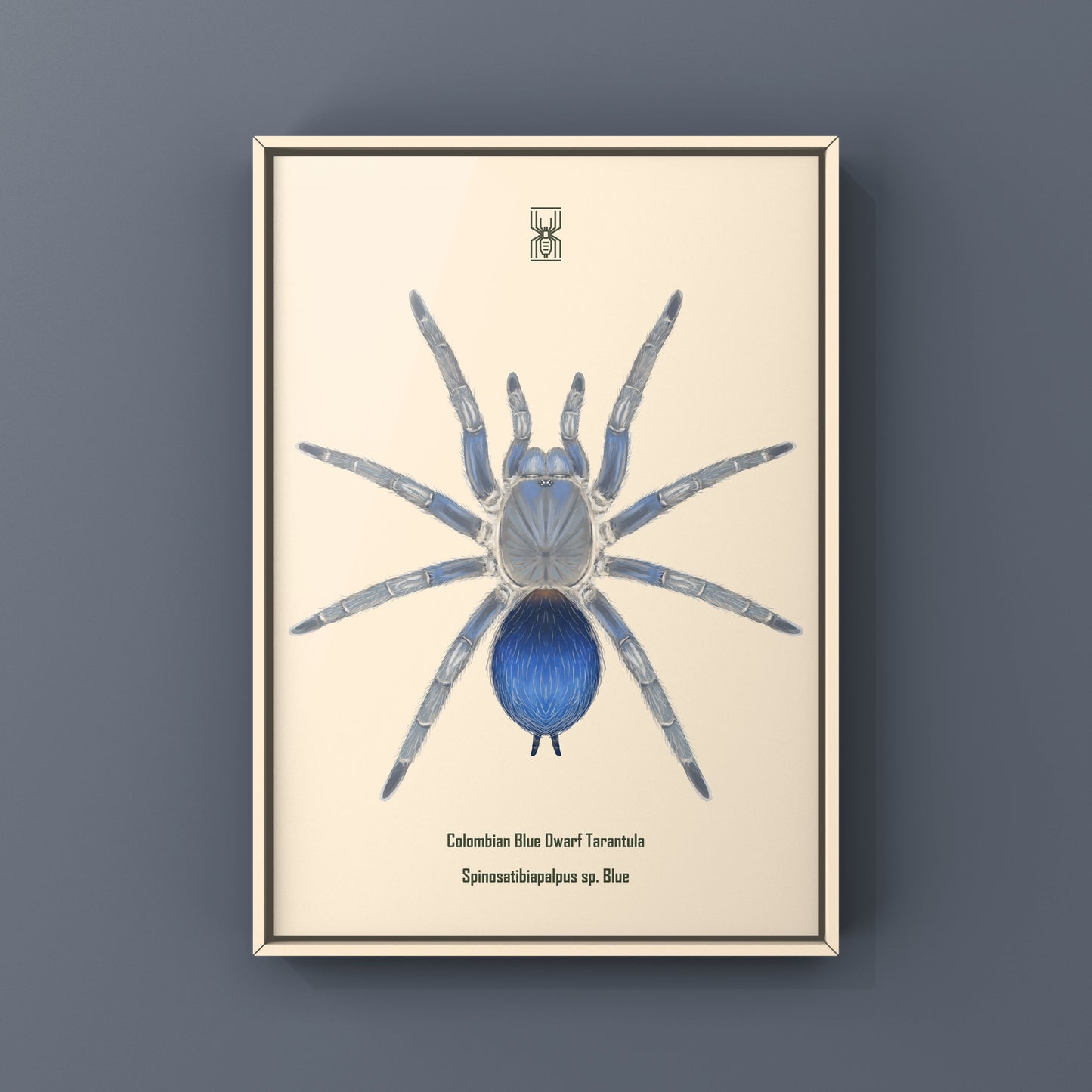 Colombian Blue Dwarf Tarantula, Spinosatibiapalpus sp. Blue, Photographic Art Print from The Silk Ranch