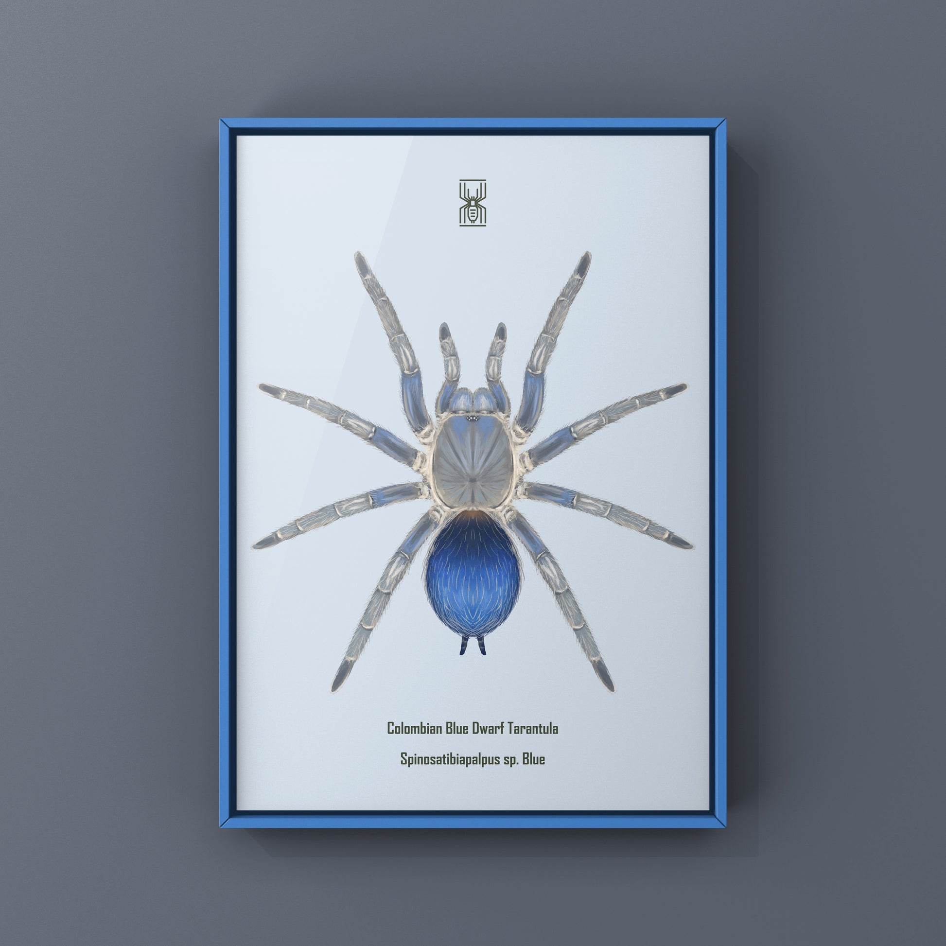Colombian Blue Dwarf Tarantula, Spinosatibiapalpus sp. Blue, Photographic Art Print from The Silk Ranch