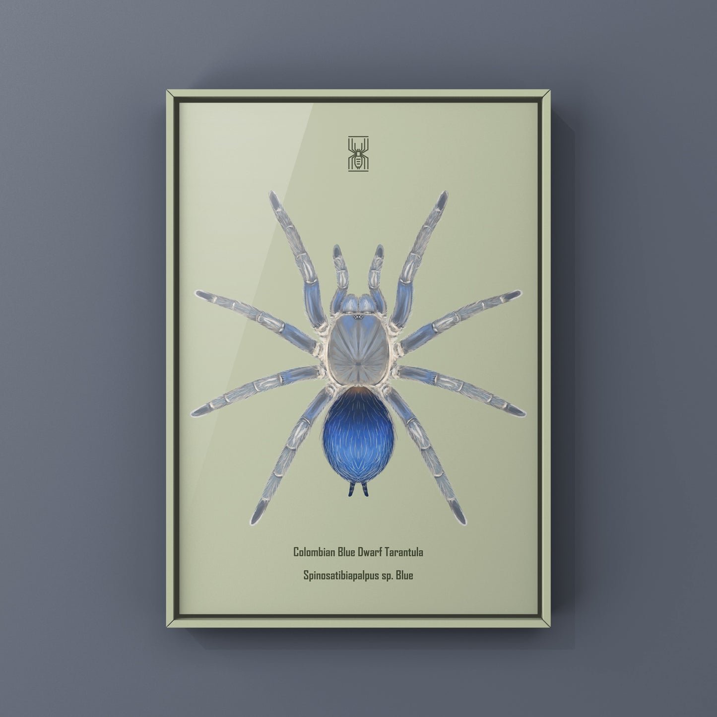 Colombian Blue Dwarf Tarantula, Spinosatibiapalpus sp. Blue, Photographic Art Print from The Silk Ranch