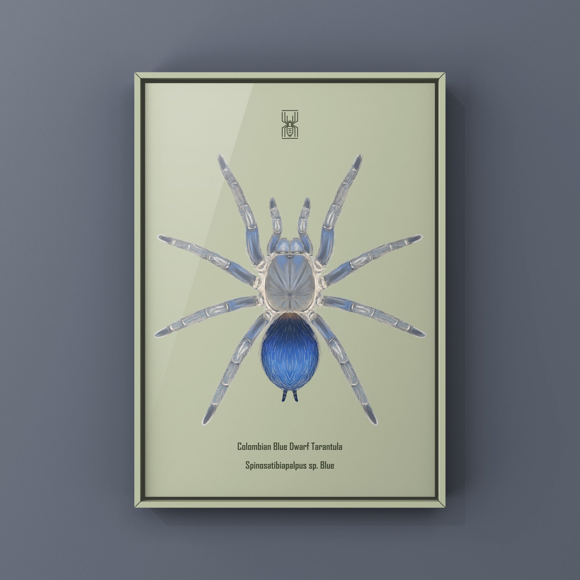 Colombian Blue Dwarf Tarantula, Spinosatibiapalpus sp. Blue, Photographic Art Print from The Silk Ranch