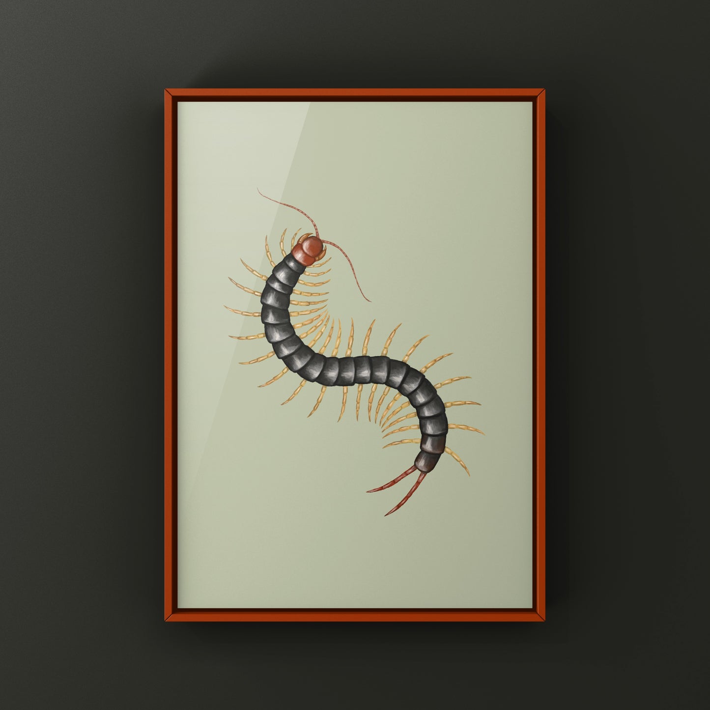 Chinese Red Head Centipede, Scolopendra Mutilans, Photographic Art Print from The Silk Ranch