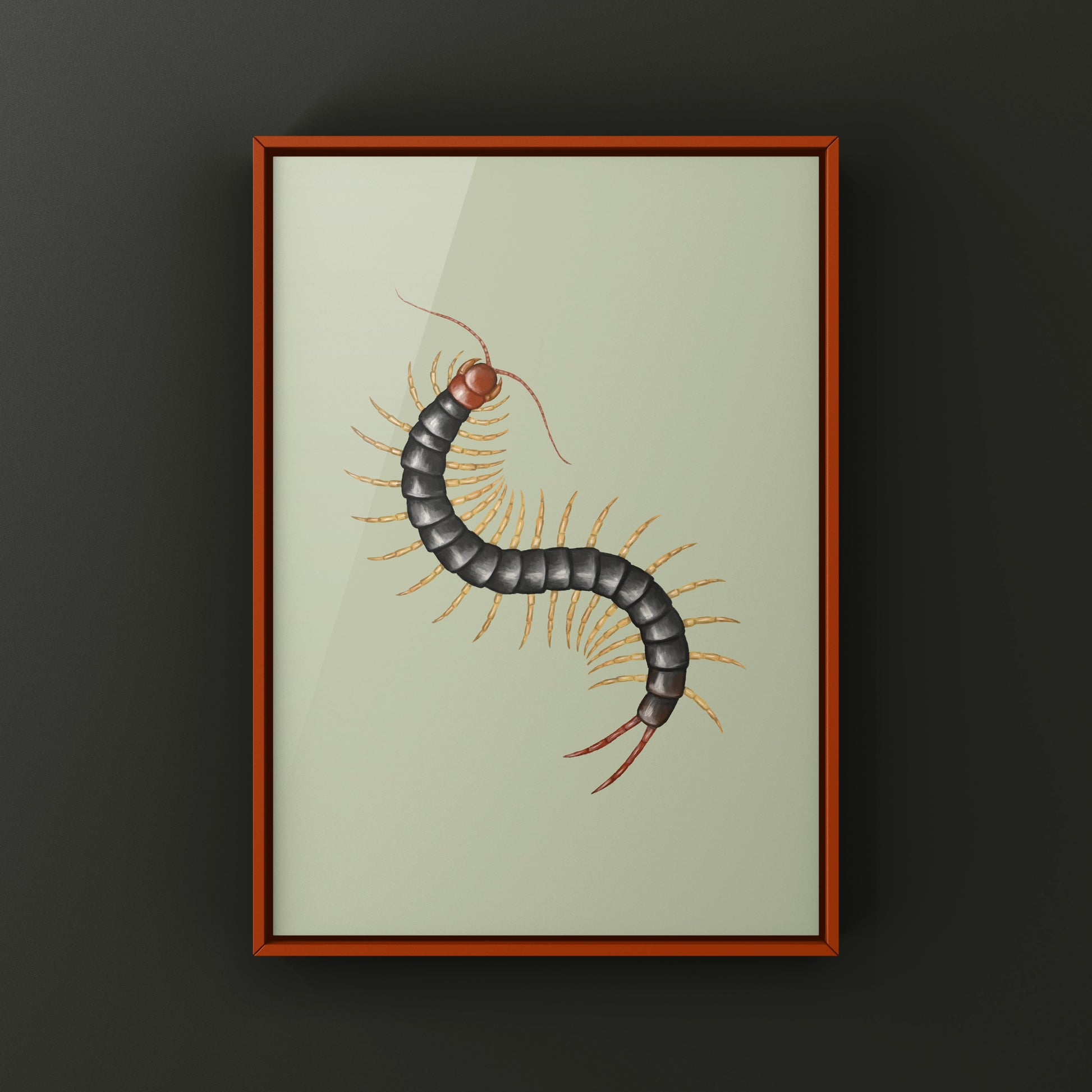 Chinese Red Head Centipede, Scolopendra Mutilans, Photographic Art Print from The Silk Ranch