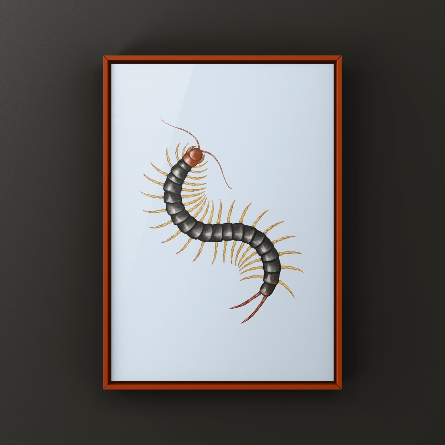 Chinese Red Head Centipede, Scolopendra Mutilans, Photographic Art Print from The Silk Ranch