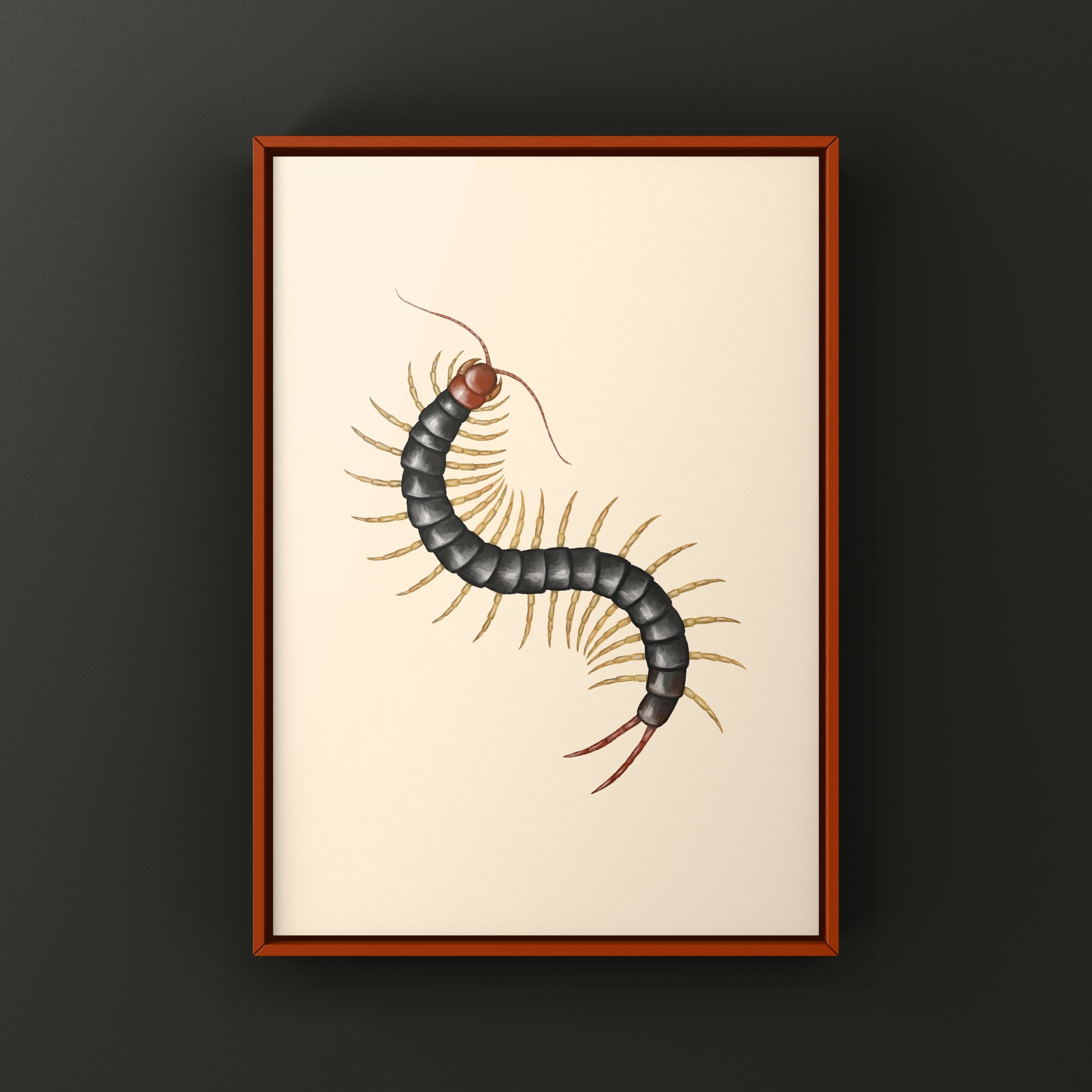 Chinese Red Head Centipede, Scolopendra Mutilans, Photographic Art Print from The Silk Ranch