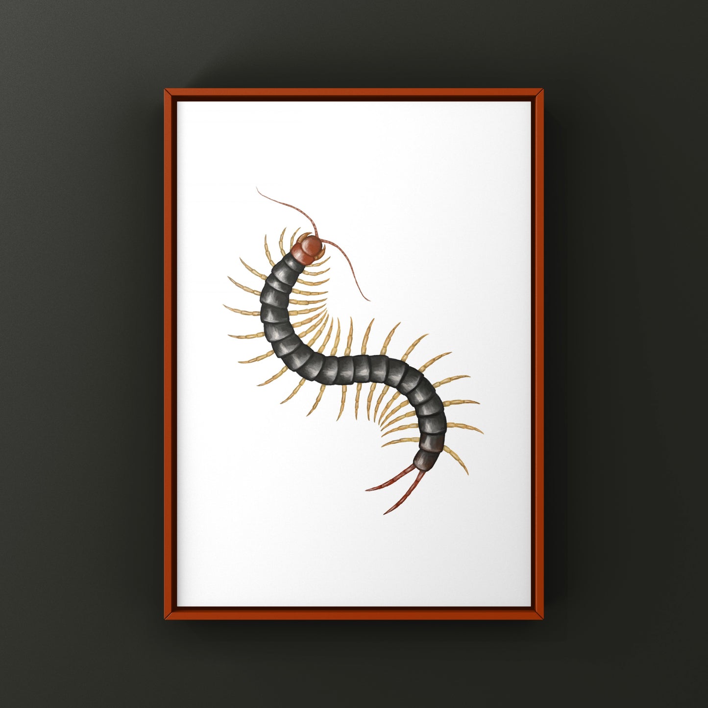 Chinese Red Head Centipede, Scolopendra Mutilans, Photographic Art Print from The Silk Ranch
