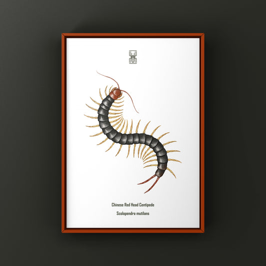 Chinese Red Head Centipede, Scolopendra Mutilans, Photographic Art Print from The Silk Ranch