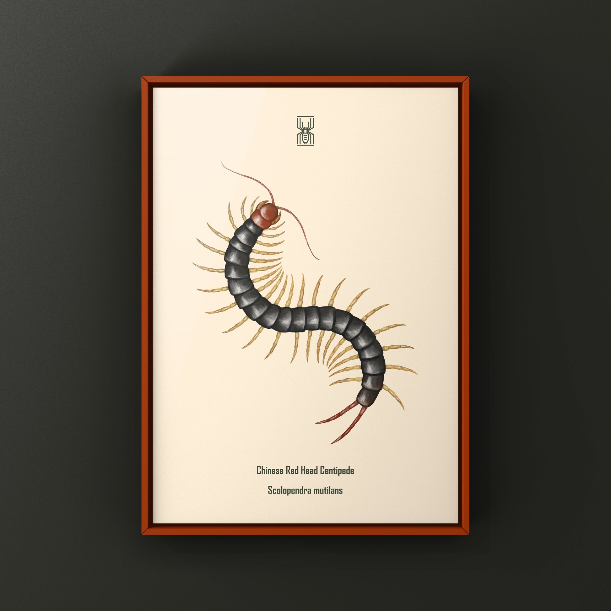 Chinese Red Head Centipede, Scolopendra Mutilans, Photographic Art Print from The Silk Ranch