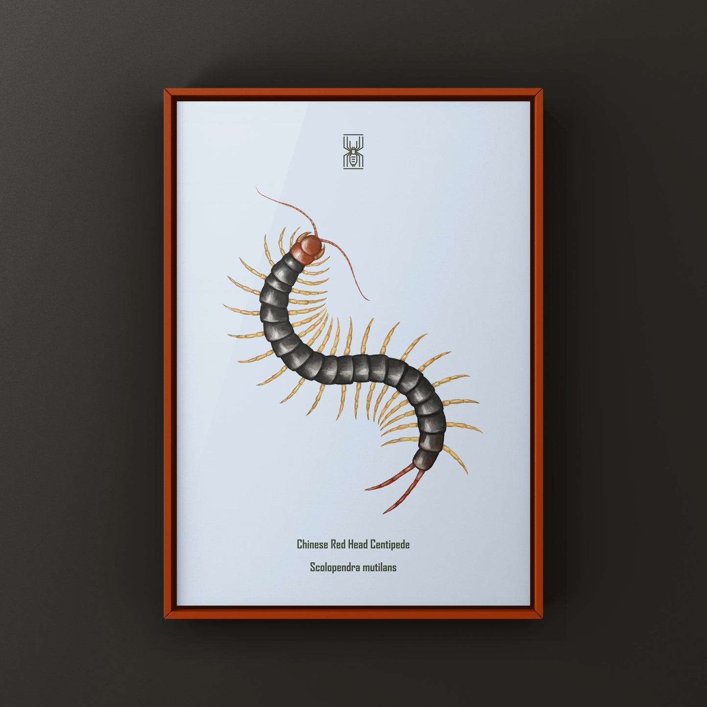 Chinese Red Head Centipede, Scolopendra Mutilans, Photographic Art Print from The Silk Ranch