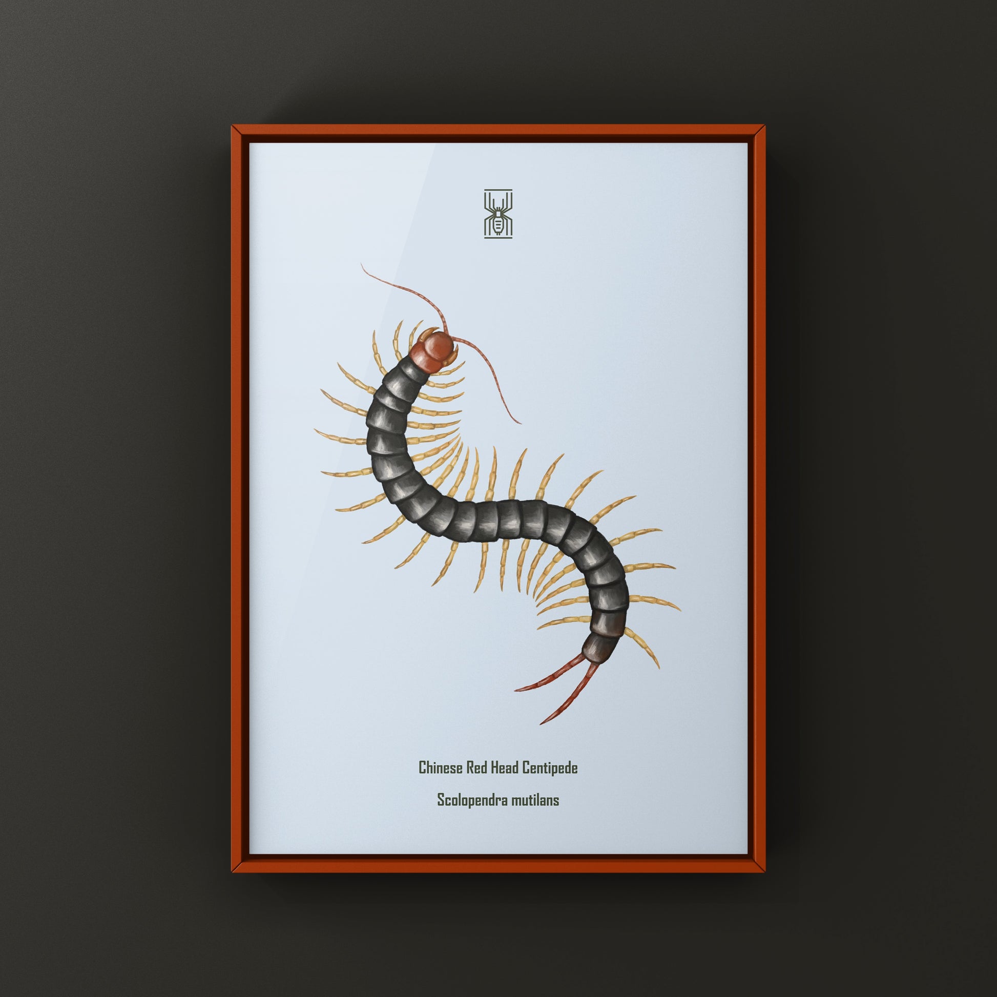 Chinese Red Head Centipede, Scolopendra Mutilans, Photographic Art Print from The Silk Ranch
