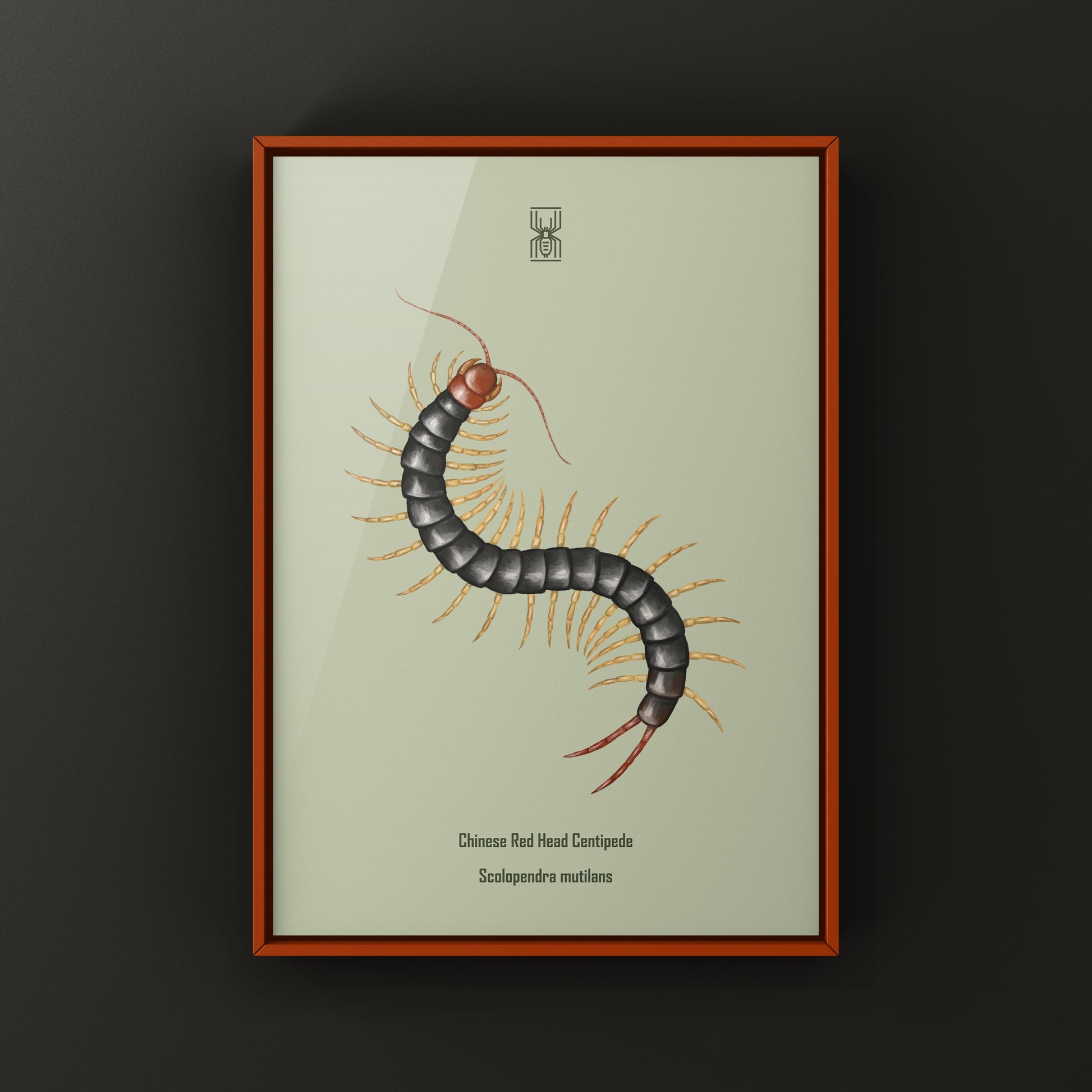 Chinese Red Head Centipede, Scolopendra Mutilans, Photographic Art Print from The Silk Ranch