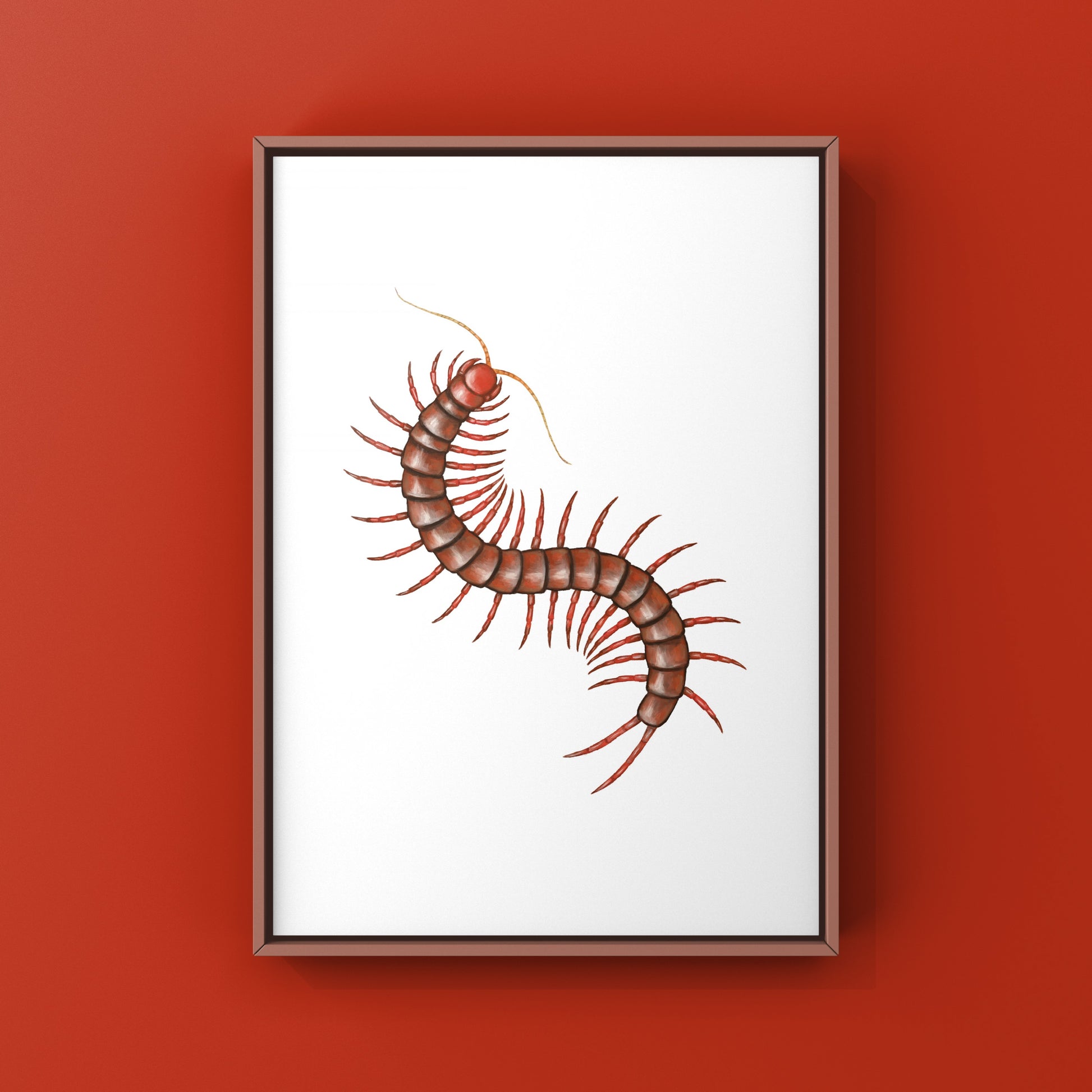 Malaysian Cherry Red Centipede, Scolopendra Dehaani, Photographic Art Print from The Silk Ranch
