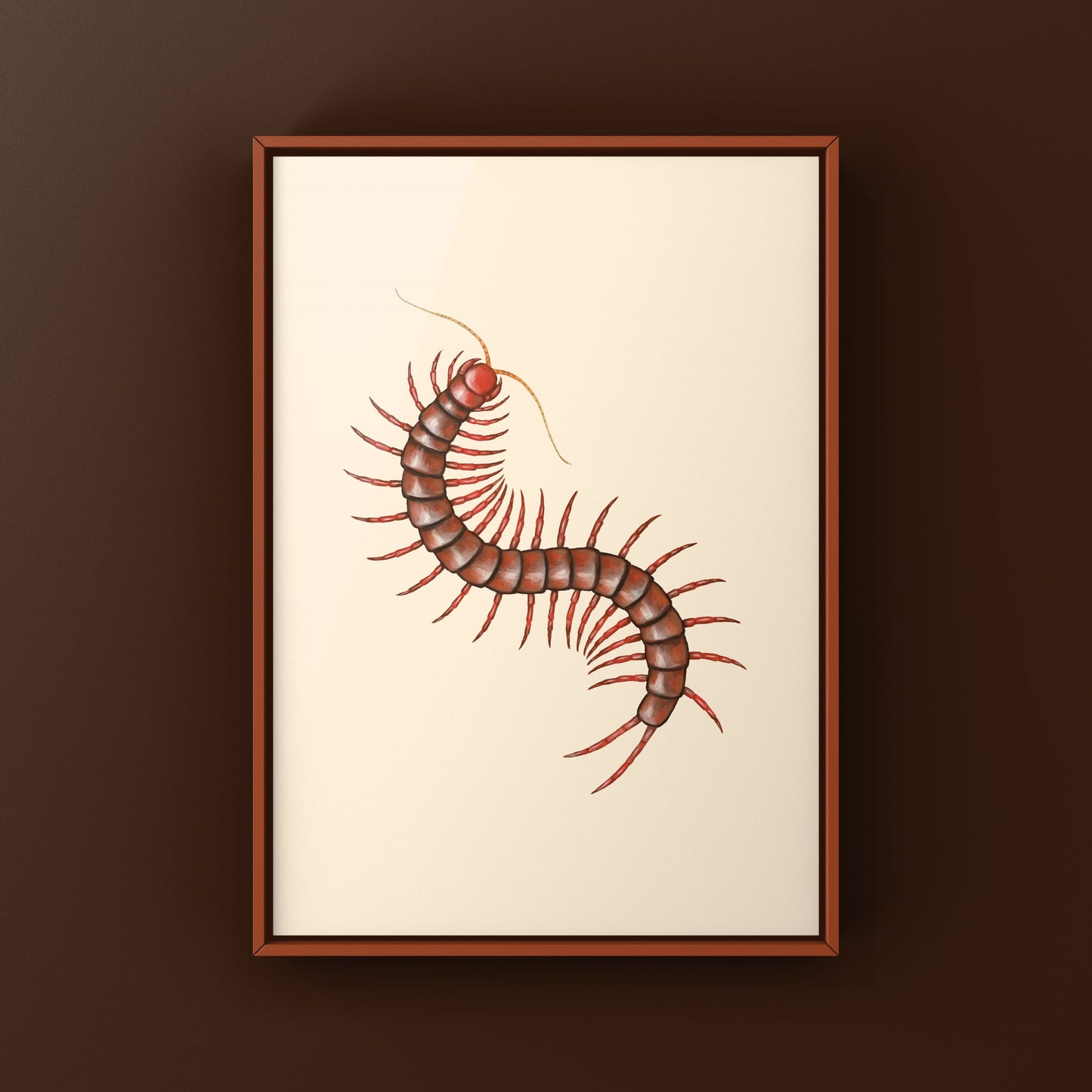 Malaysian Cherry Red Centipede, Scolopendra Dehaani, Photographic Art Print from The Silk Ranch