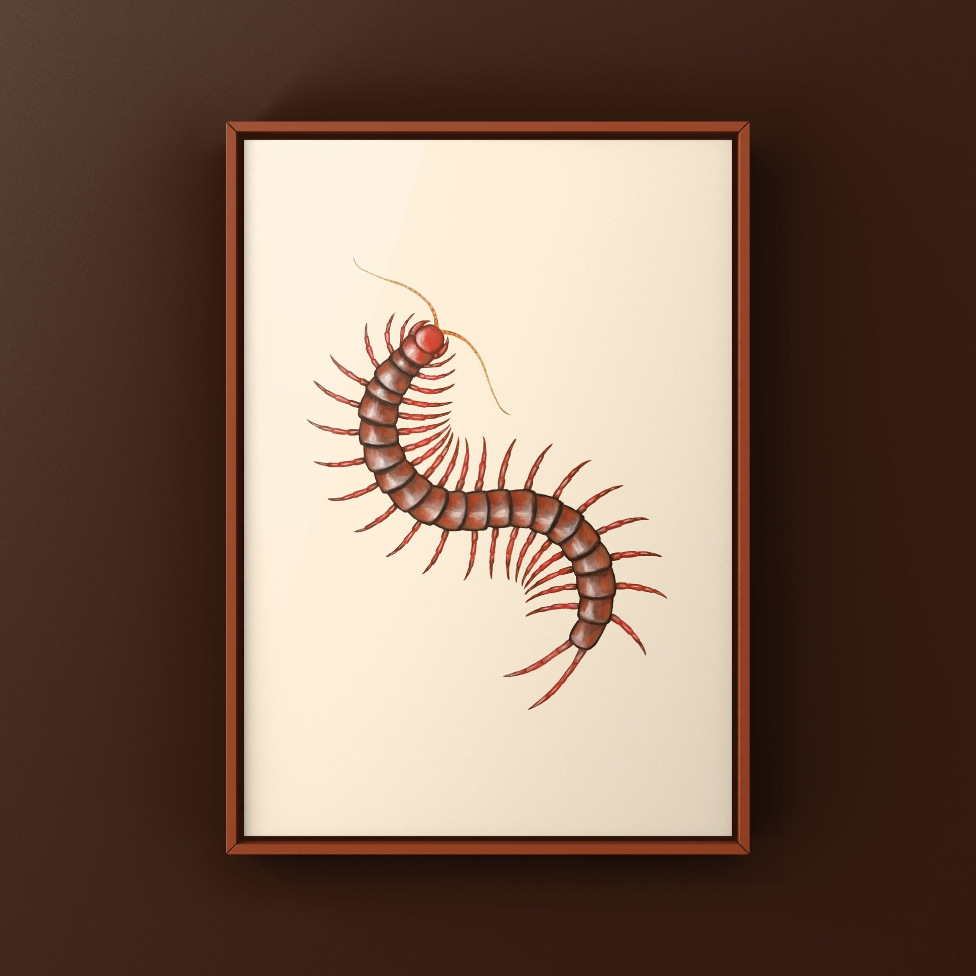 Malaysian Cherry Red Centipede, Scolopendra Dehaani, Photographic Art Print from The Silk Ranch