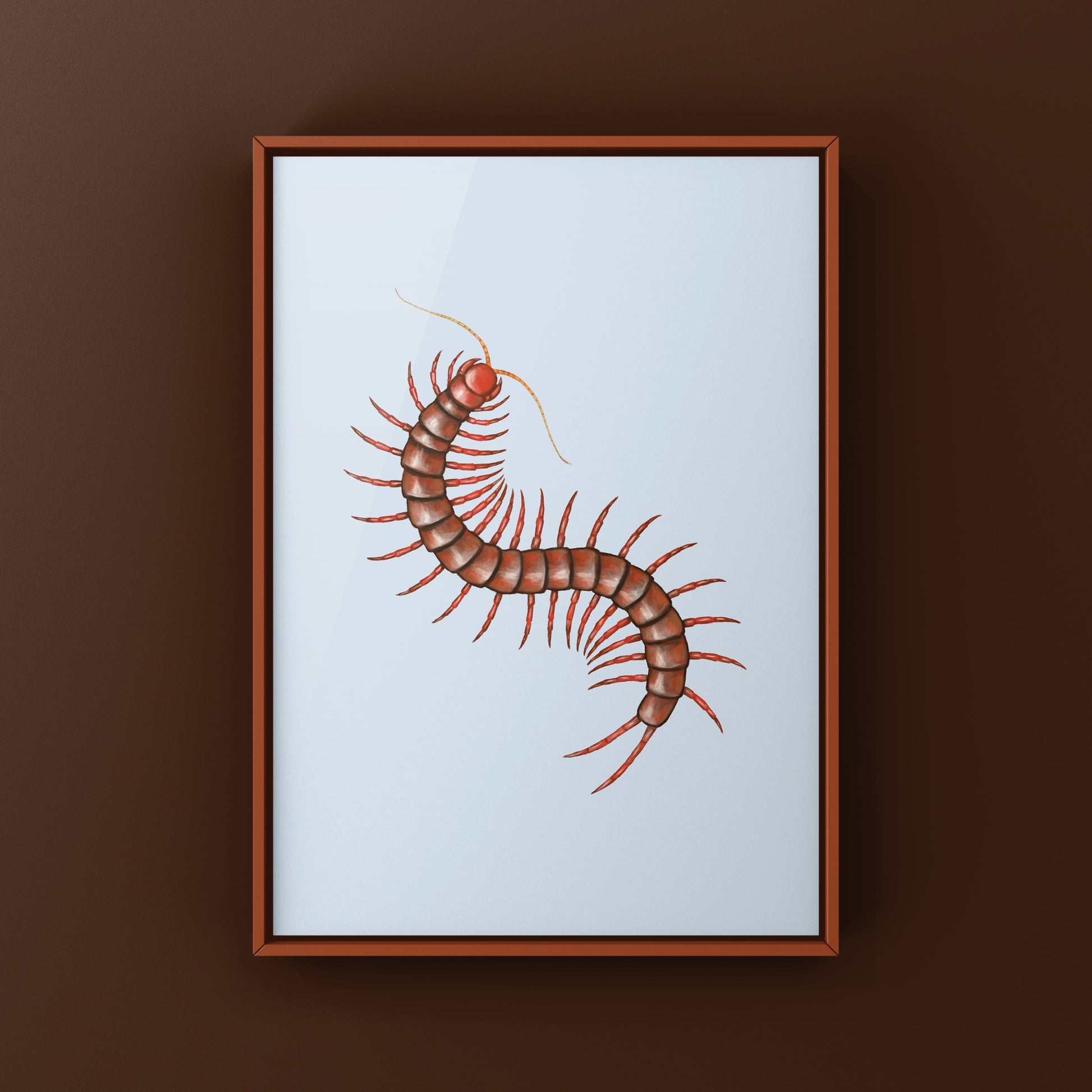 Malaysian Cherry Red Centipede, Scolopendra Dehaani, Photographic Art Print from The Silk Ranch