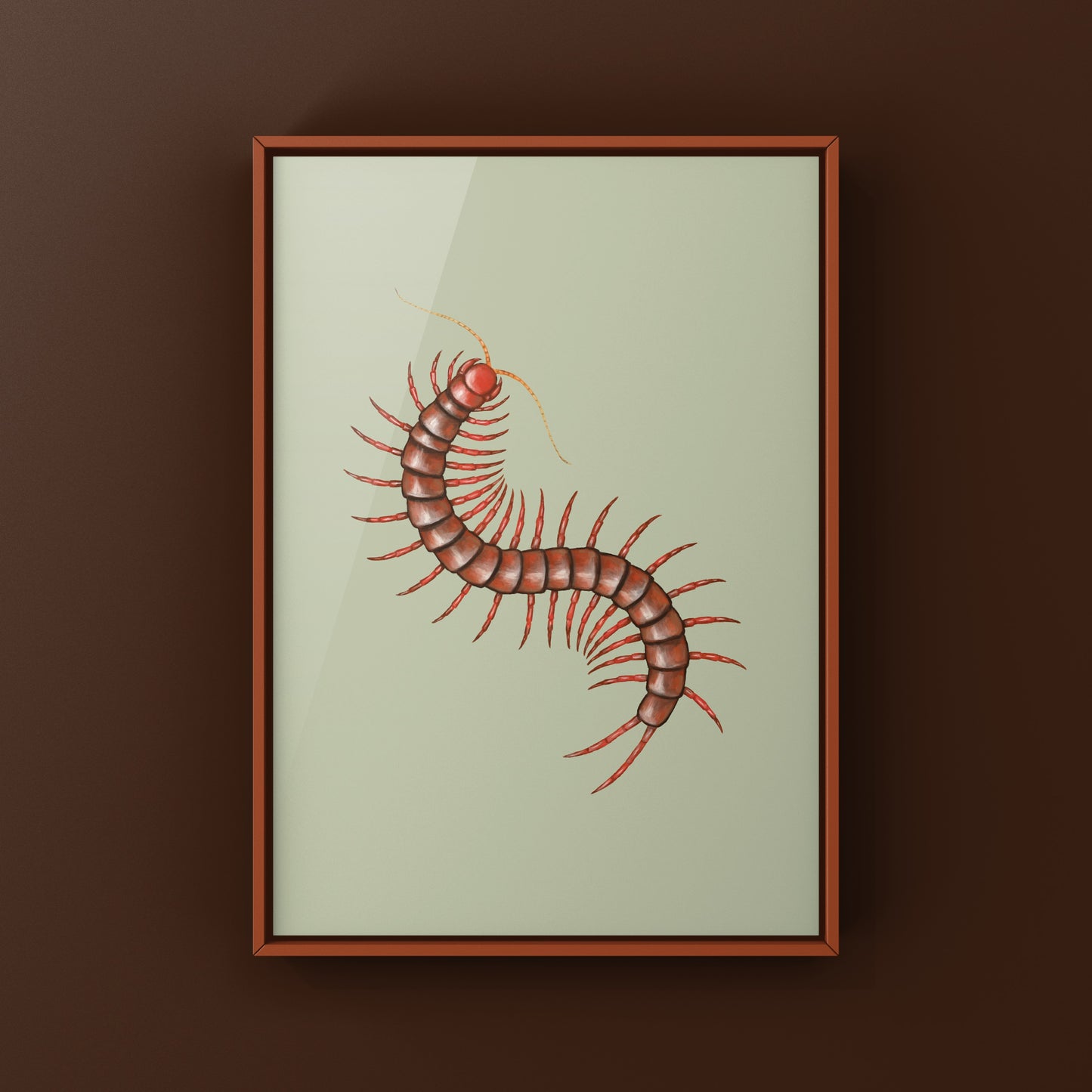 Malaysian Cherry Red Centipede, Scolopendra Dehaani, Photographic Art Print from The Silk Ranch