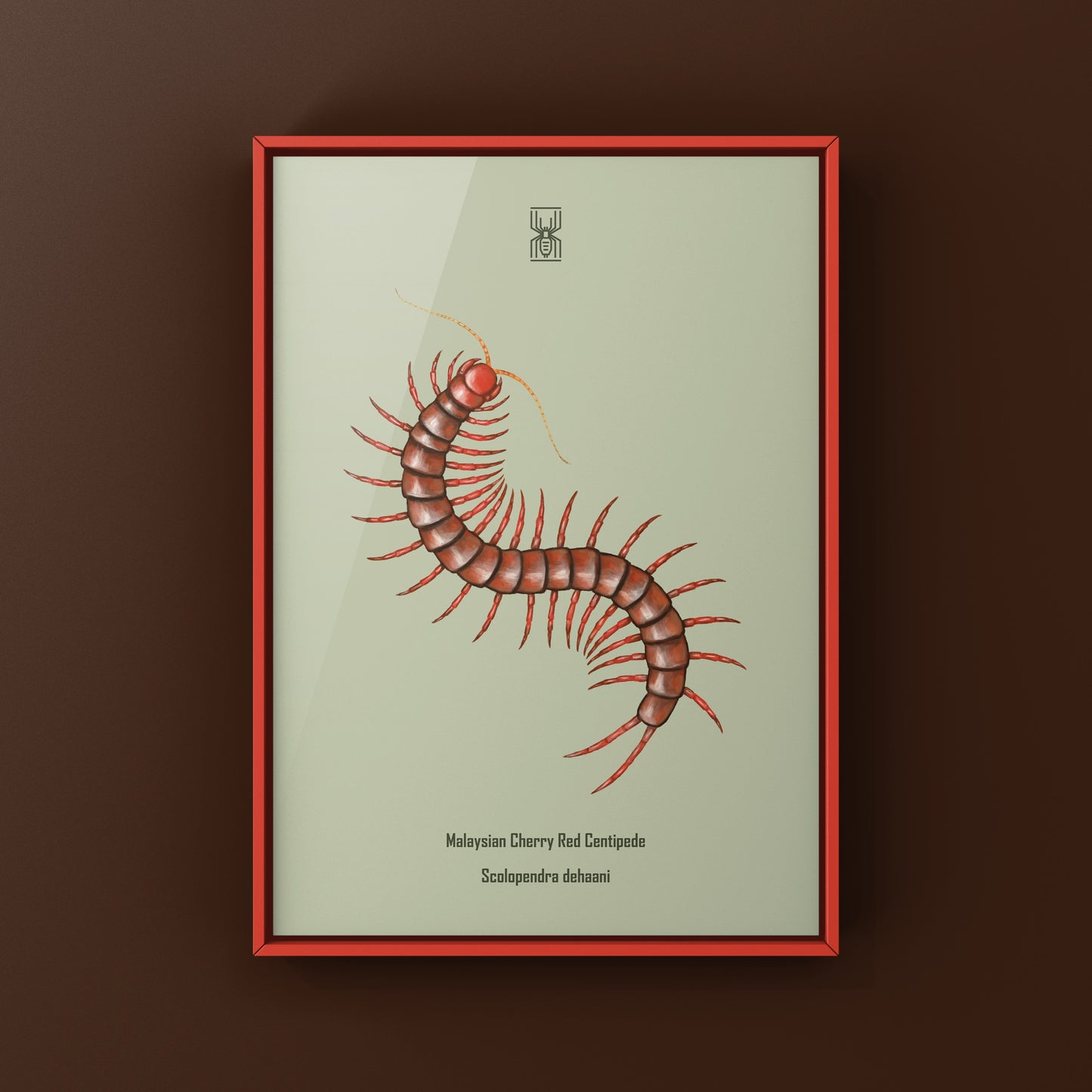 Malaysian Cherry Red Centipede, Scolopendra Dehaani, Photographic Art Print from The Silk Ranch