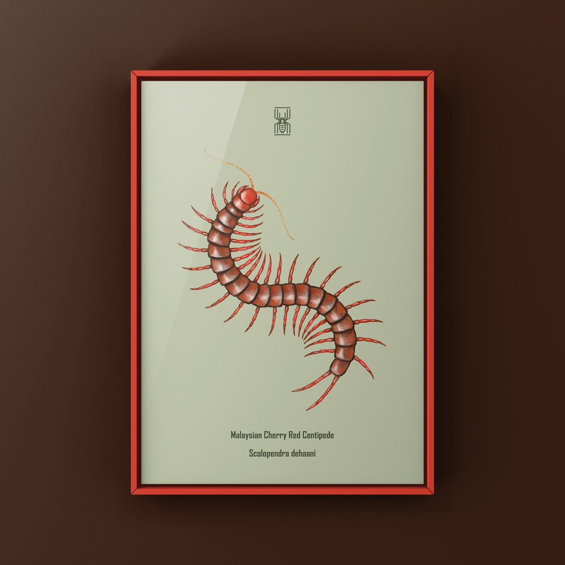 Malaysian Cherry Red Centipede, Scolopendra Dehaani, Photographic Art Print from The Silk Ranch