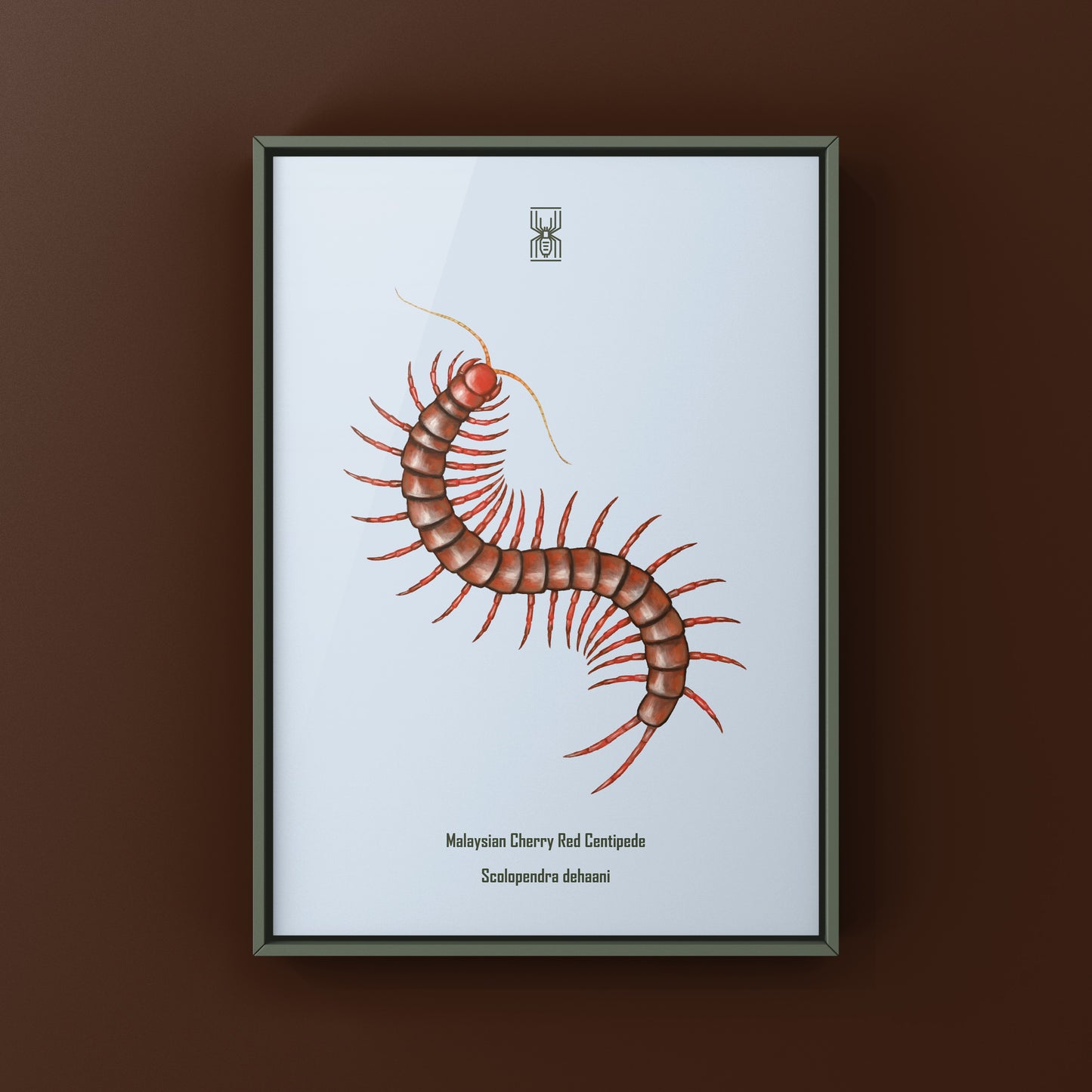 Malaysian Cherry Red Centipede, Scolopendra Dehaani, Photographic Art Print from The Silk Ranch
