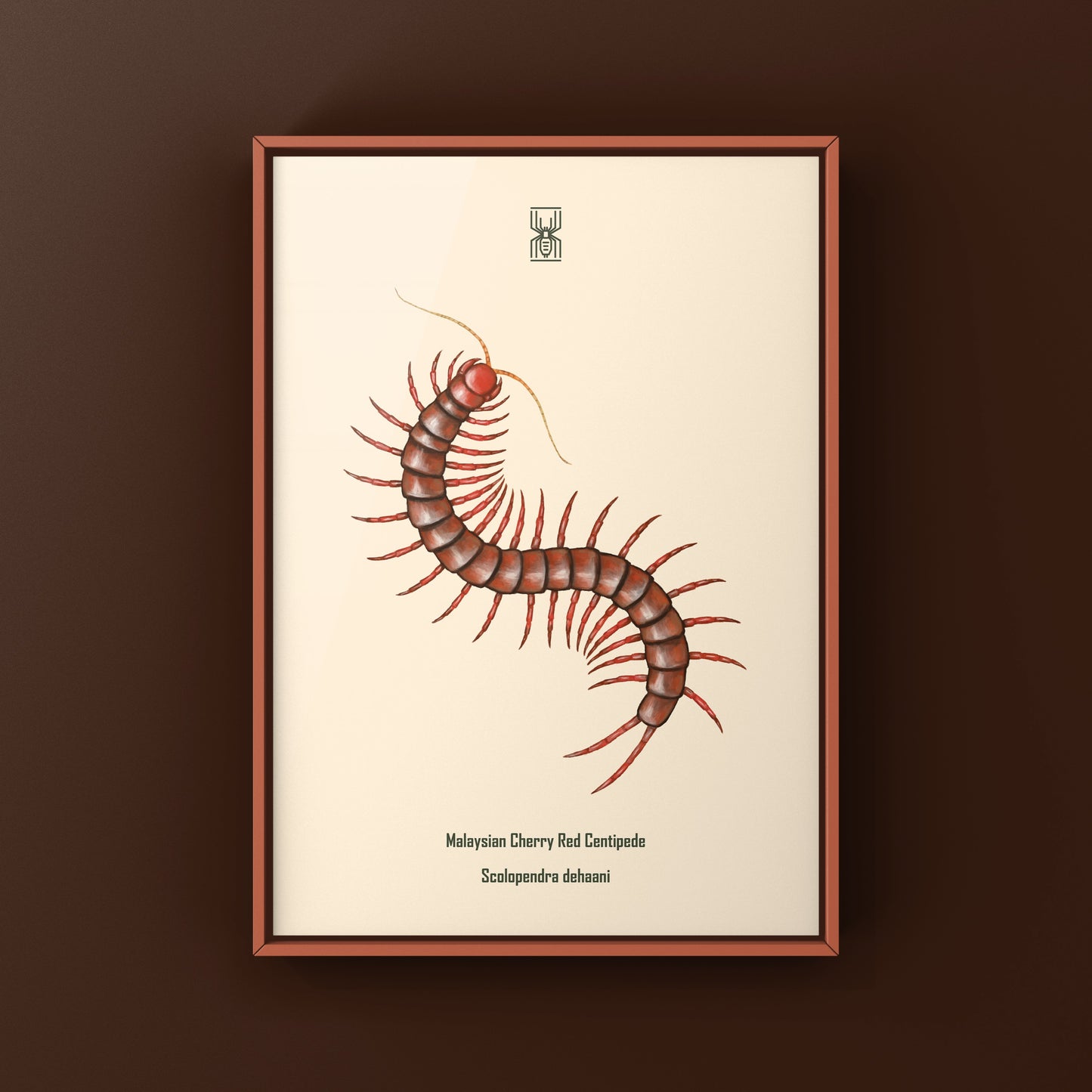 Malaysian Cherry Red Centipede, Scolopendra Dehaani, Photographic Art Print from The Silk Ranch