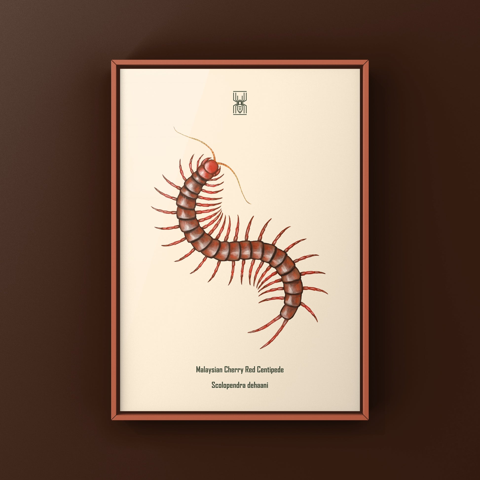 Malaysian Cherry Red Centipede, Scolopendra Dehaani, Photographic Art Print from The Silk Ranch