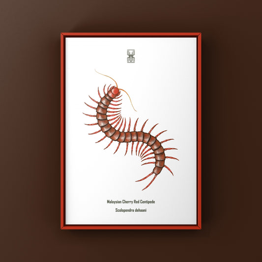 Malaysian Cherry Red Centipede, Scolopendra Dehaani, Photographic Art Print from The Silk Ranch
