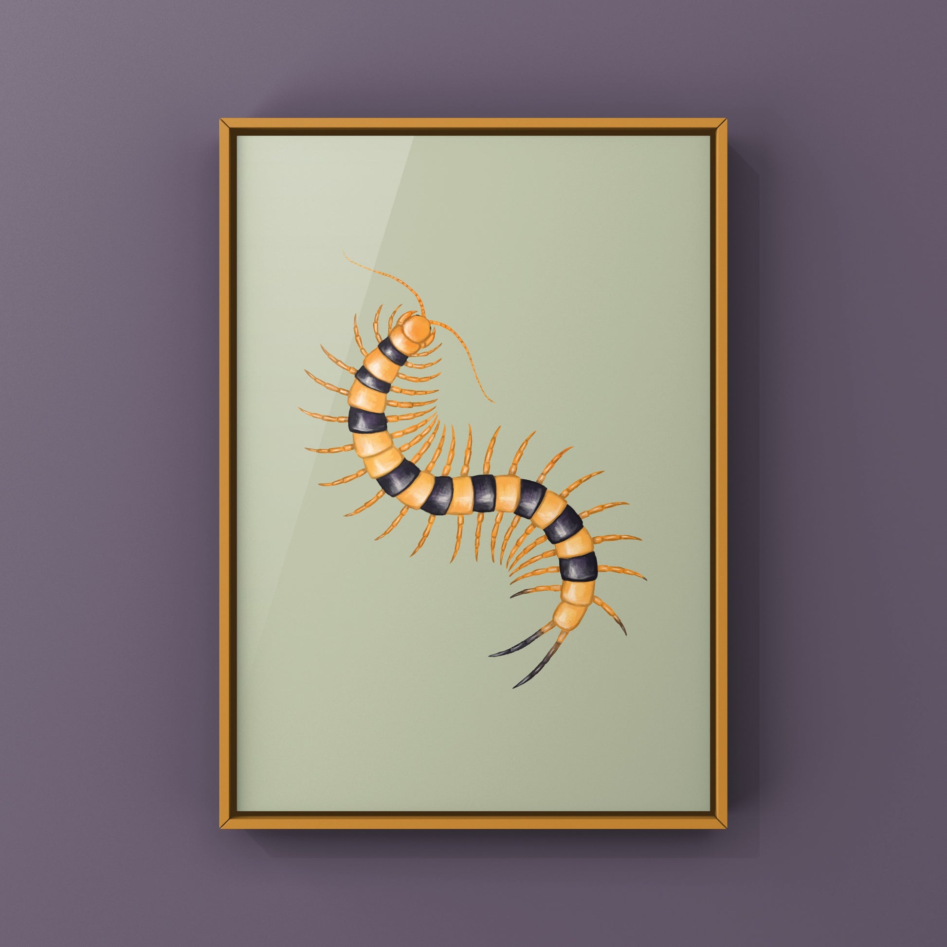 Yellow Indian Tiger Centipede, Scolopendra Hardwickei, Photographic Art Print from The Silk Ranch