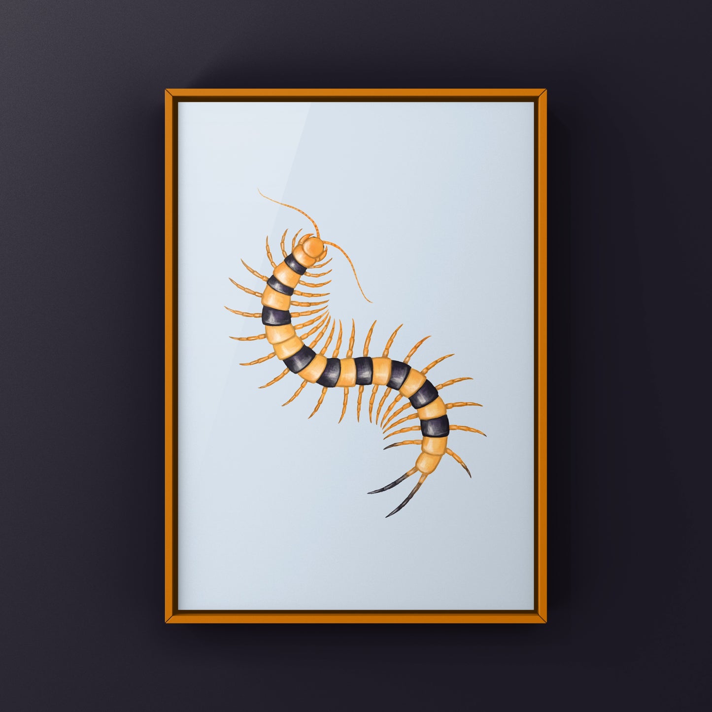 Yellow Indian Tiger Centipede, Scolopendra Hardwickei, Photographic Art Print from The Silk Ranch