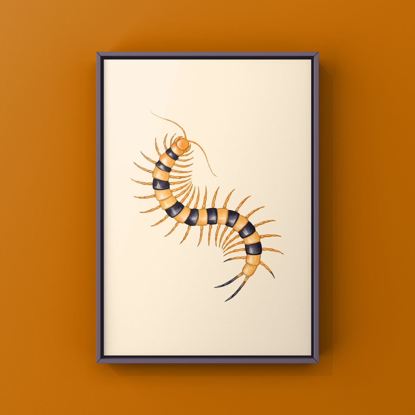 Yellow Indian Tiger Centipede, Scolopendra Hardwickei, Photographic Art Print from The Silk Ranch