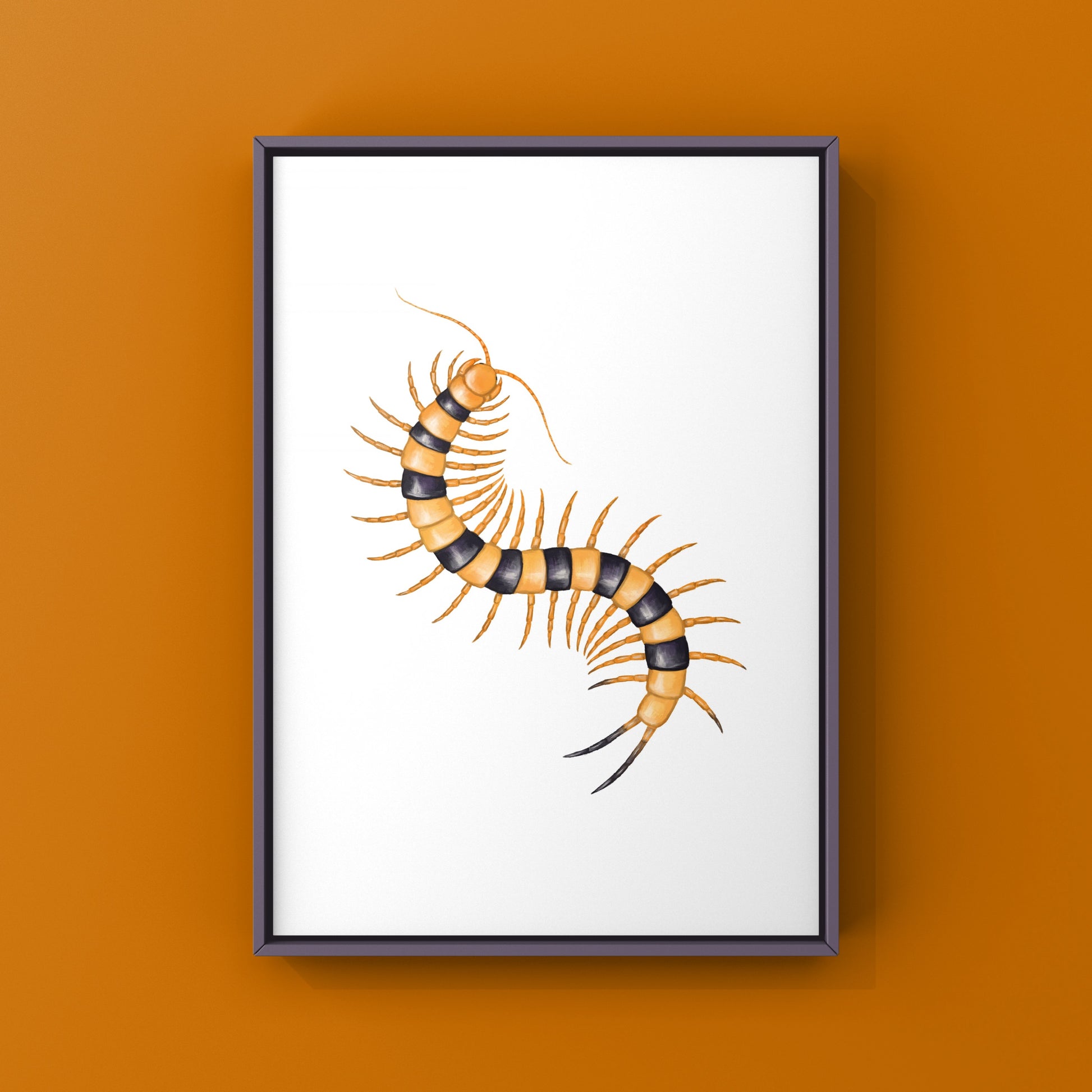 Yellow Indian Tiger Centipede, Scolopendra Hardwickei, Photographic Art Print from The Silk Ranch