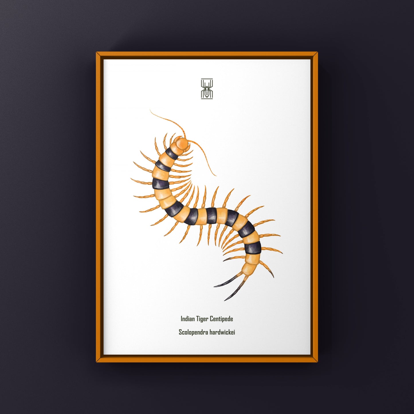 Yellow Indian Tiger Centipede, Scolopendra Hardwickei, Photographic Art Print from The Silk Ranch