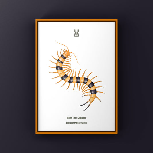 Yellow Indian Tiger Centipede, Scolopendra Hardwickei, Photographic Art Print from The Silk Ranch