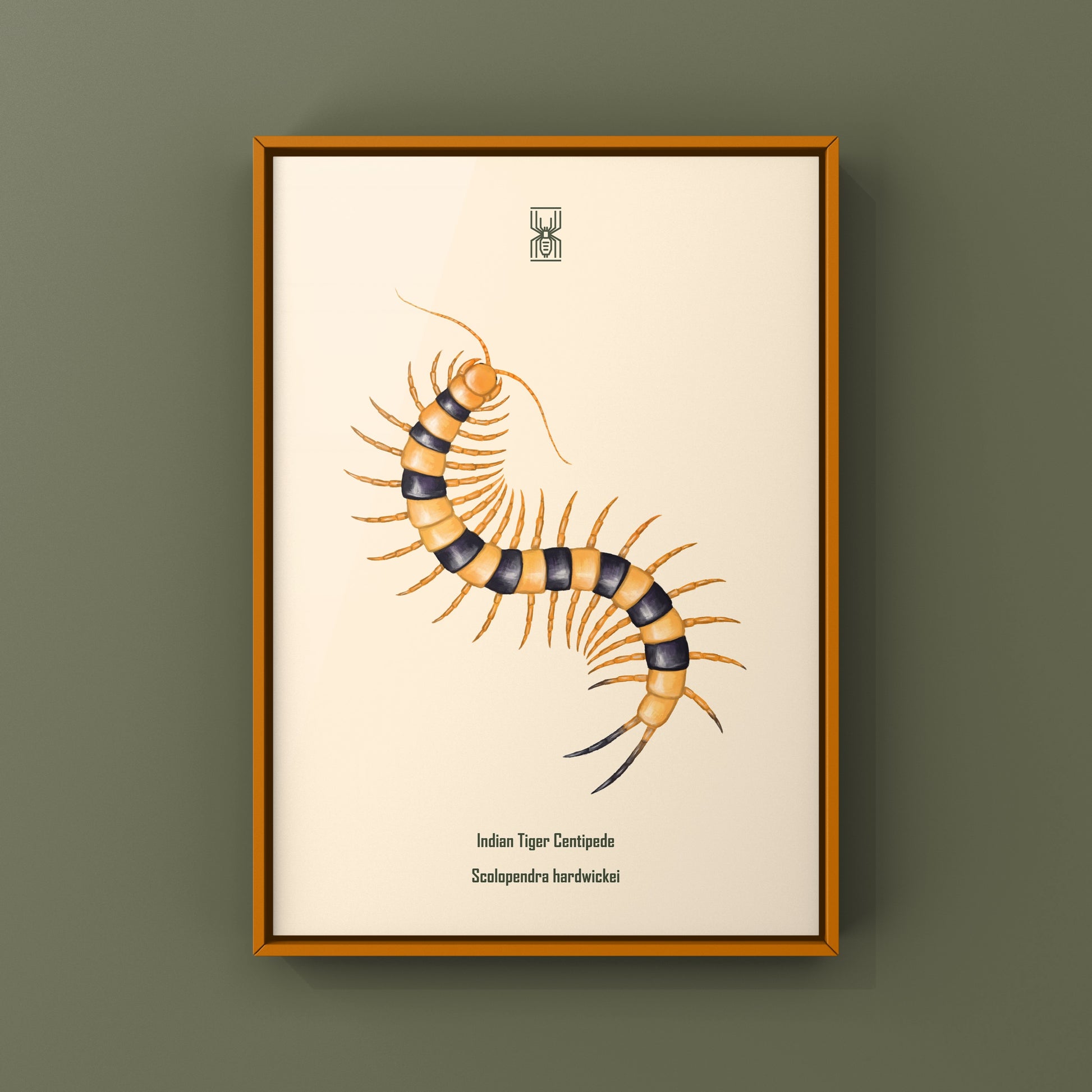 Yellow Indian Tiger Centipede, Scolopendra Hardwickei, Photographic Art Print from The Silk Ranch