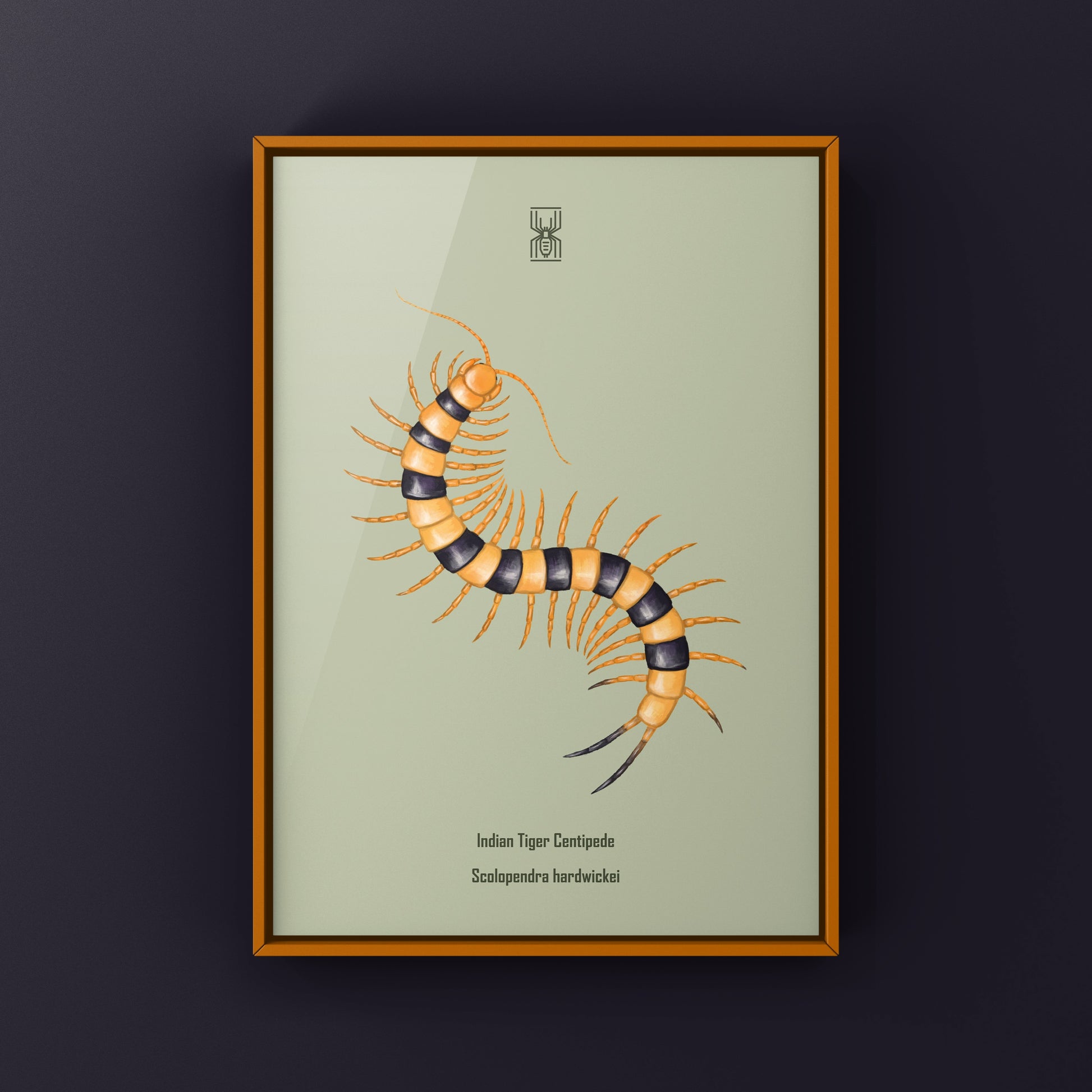 Yellow Indian Tiger Centipede, Scolopendra Hardwickei, Photographic Art Print from The Silk Ranch