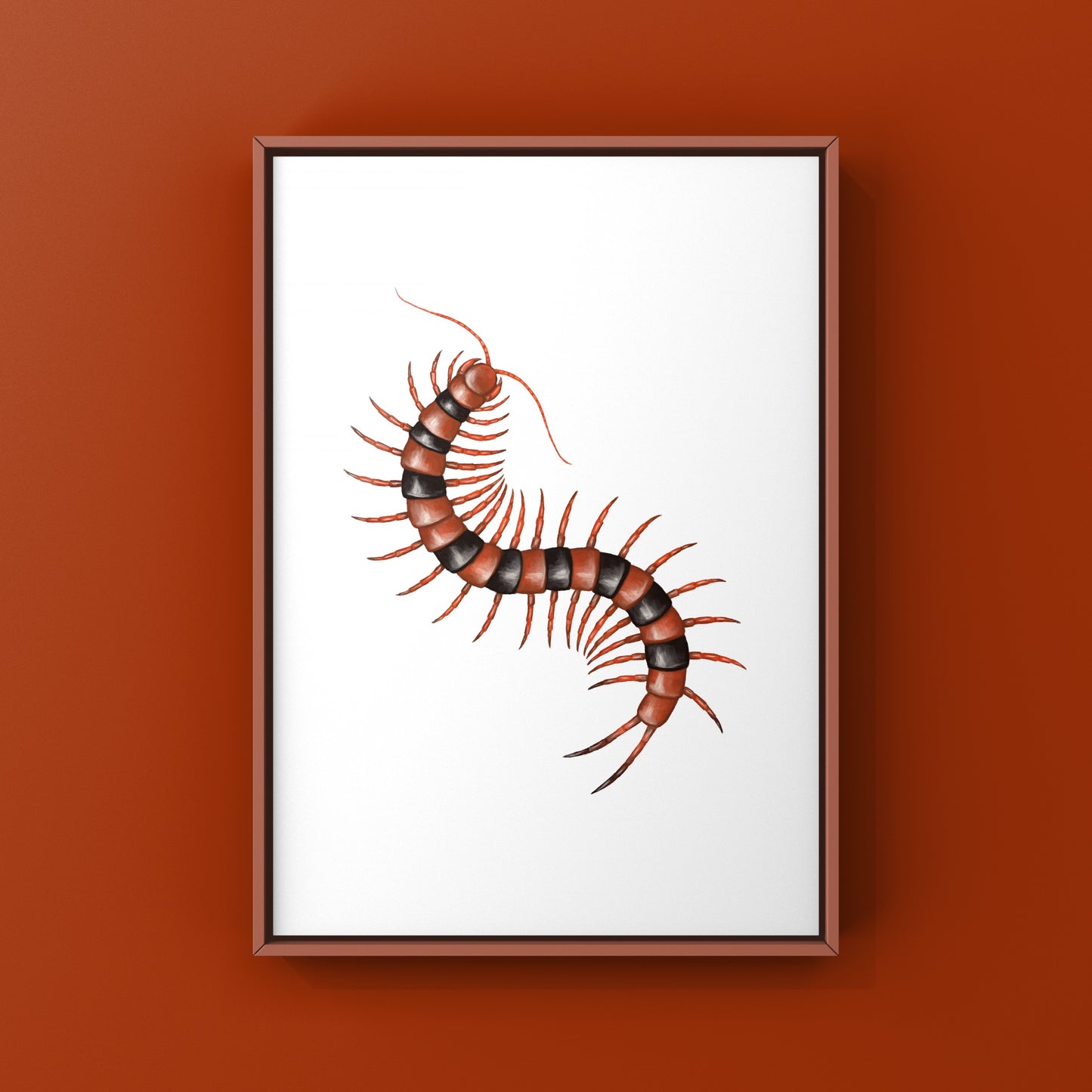 Red Indian Tiger Centipede, Scolopendra Hardwickei, Photographic Art Print from The Silk Ranch