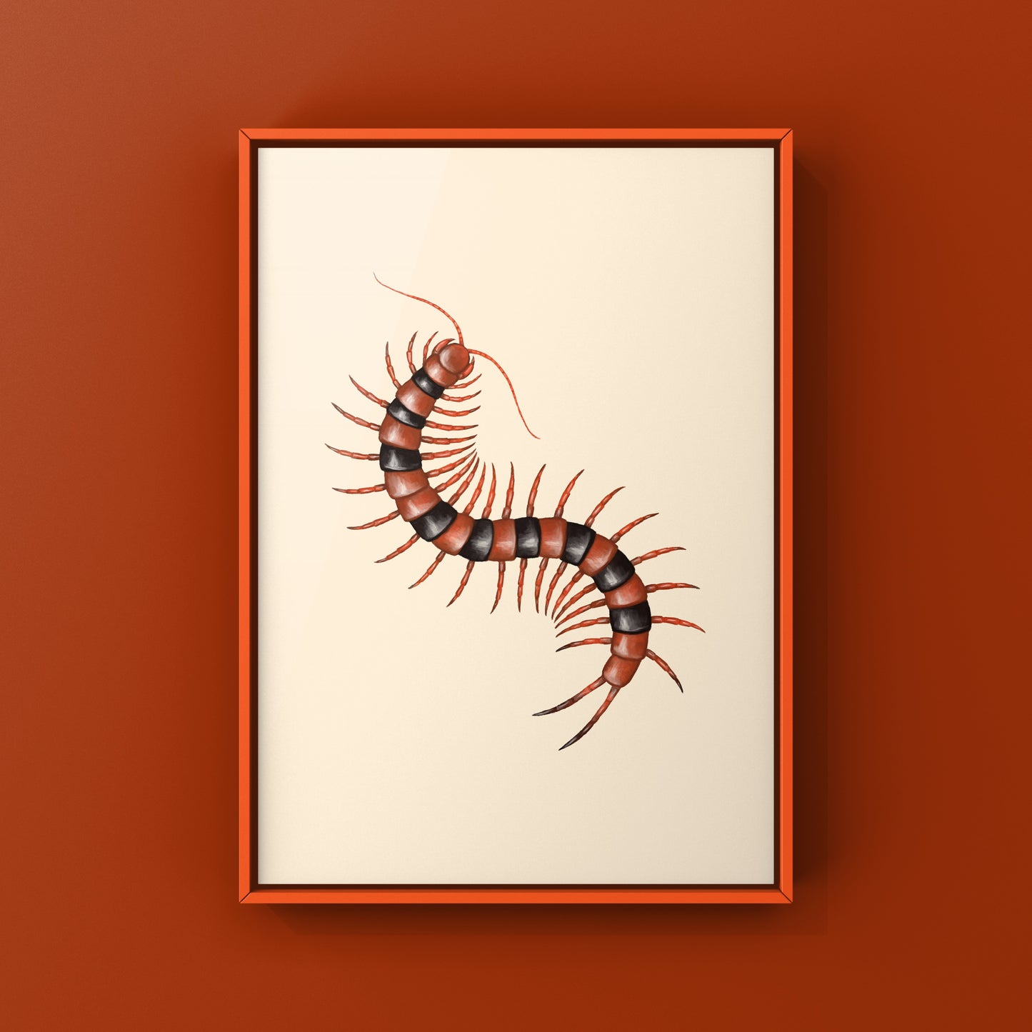 Red Indian Tiger Centipede, Scolopendra Hardwickei, Photographic Art Print from The Silk Ranch