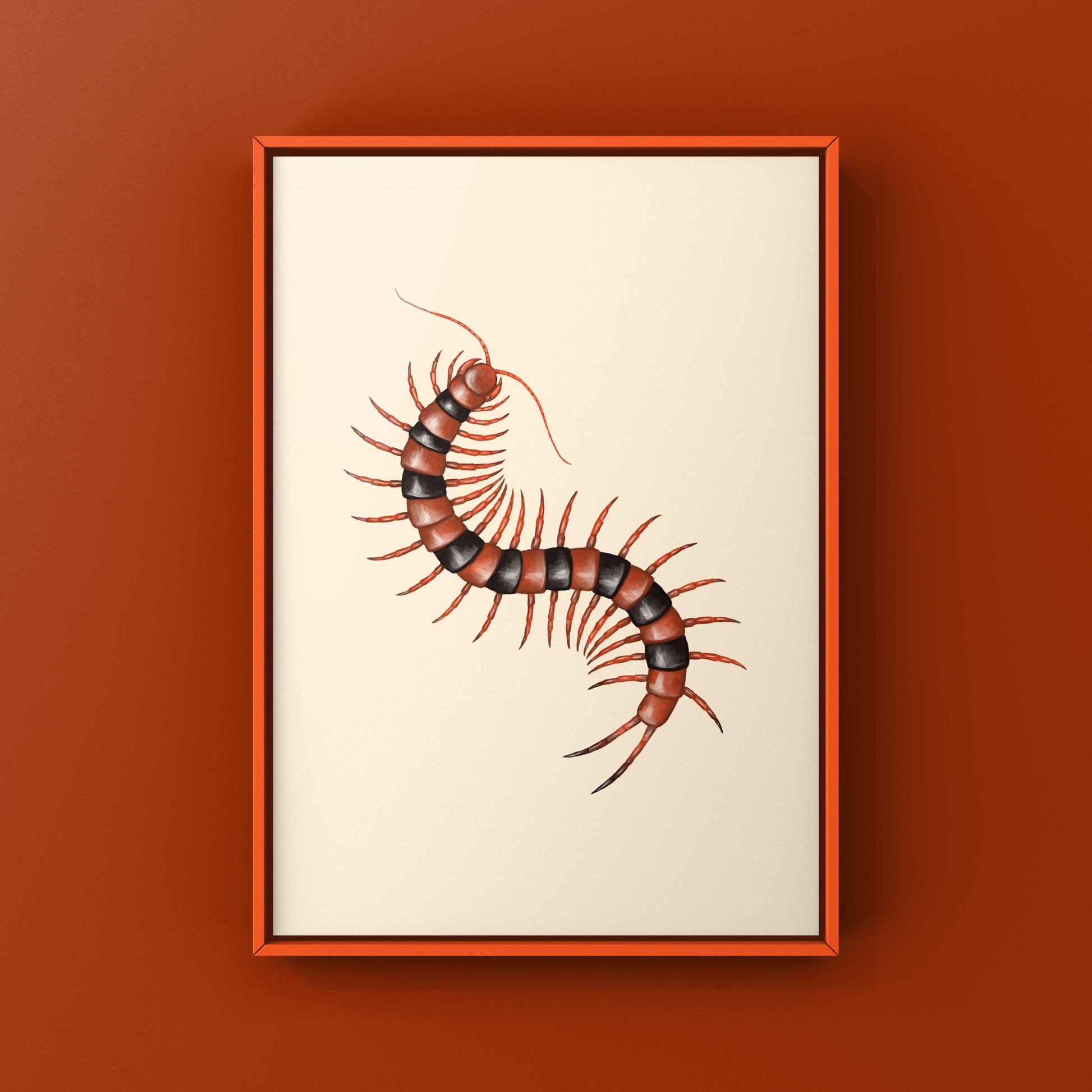 Red Indian Tiger Centipede, Scolopendra Hardwickei, Photographic Art Print from The Silk Ranch