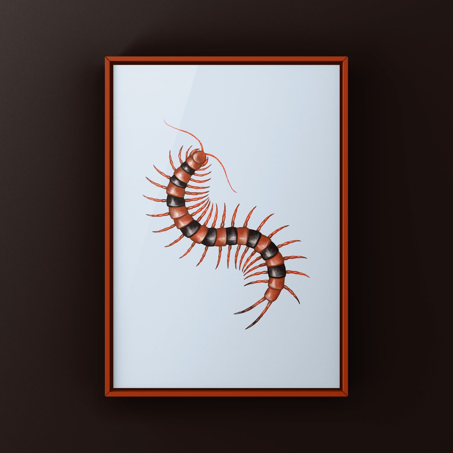Red Indian Tiger Centipede, Scolopendra Hardwickei, Photographic Art Print from The Silk Ranch