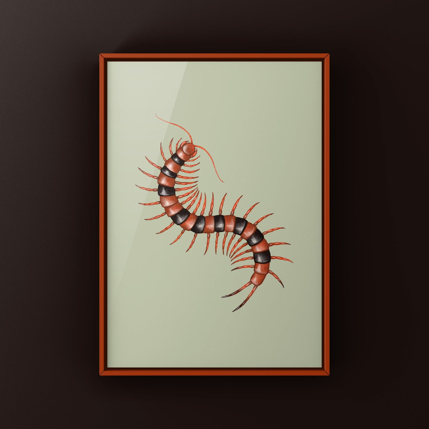 Red Indian Tiger Centipede, Scolopendra Hardwickei, Photographic Art Print from The Silk Ranch