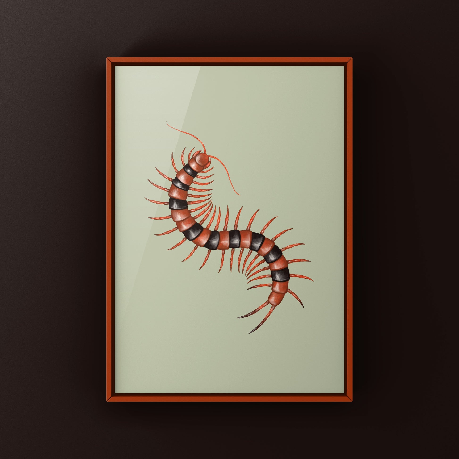 Red Indian Tiger Centipede, Scolopendra Hardwickei, Photographic Art Print from The Silk Ranch
