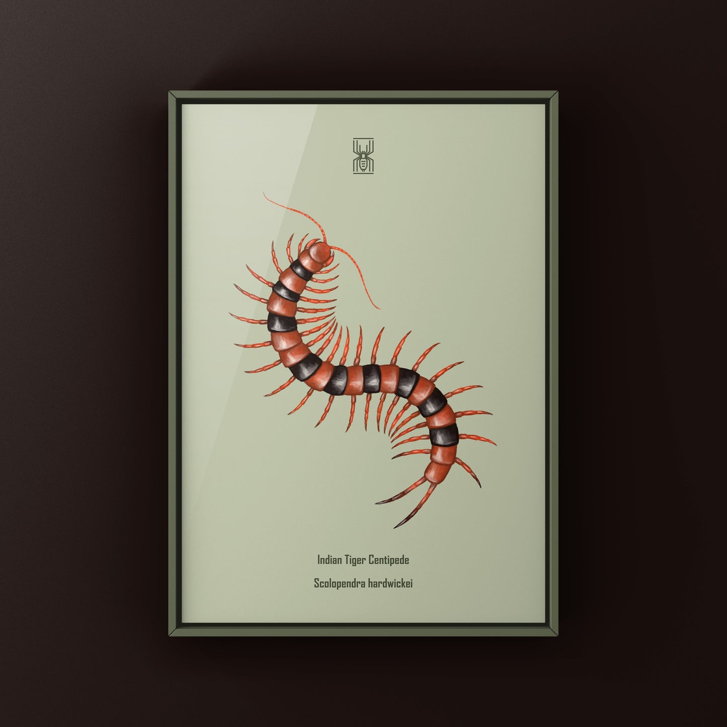 Red Indian Tiger Centipede, Scolopendra Hardwickei, Photographic Art Print from The Silk Ranch