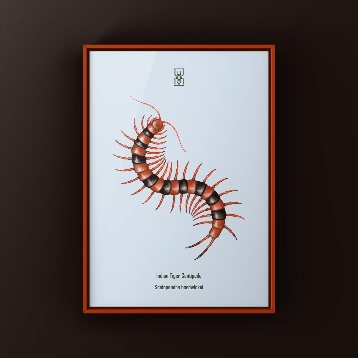 Red Indian Tiger Centipede, Scolopendra Hardwickei, Photographic Art Print from The Silk Ranch